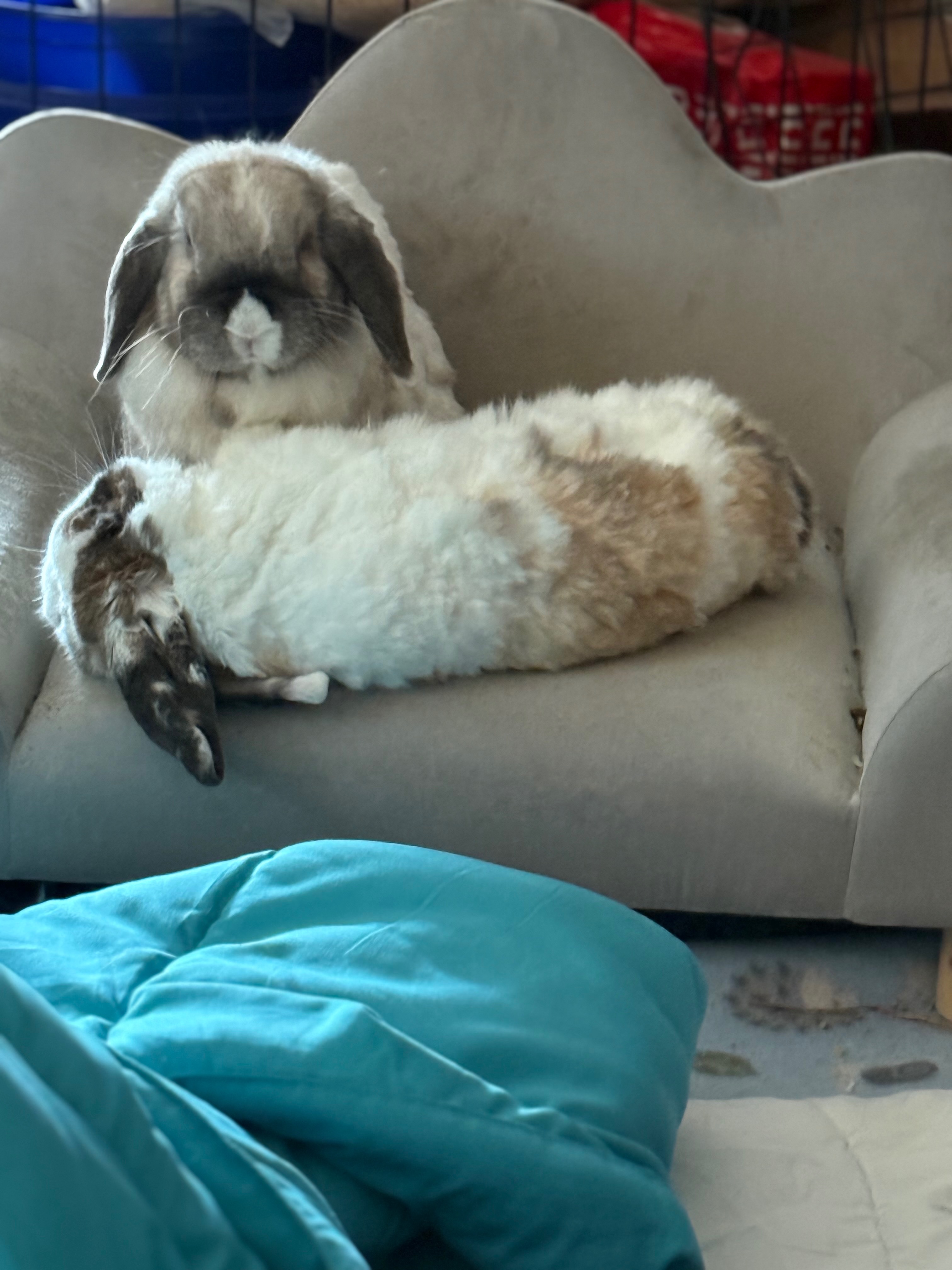 Help Thadius and Bodacious with Medical Bills campaign photo, 7 of 8