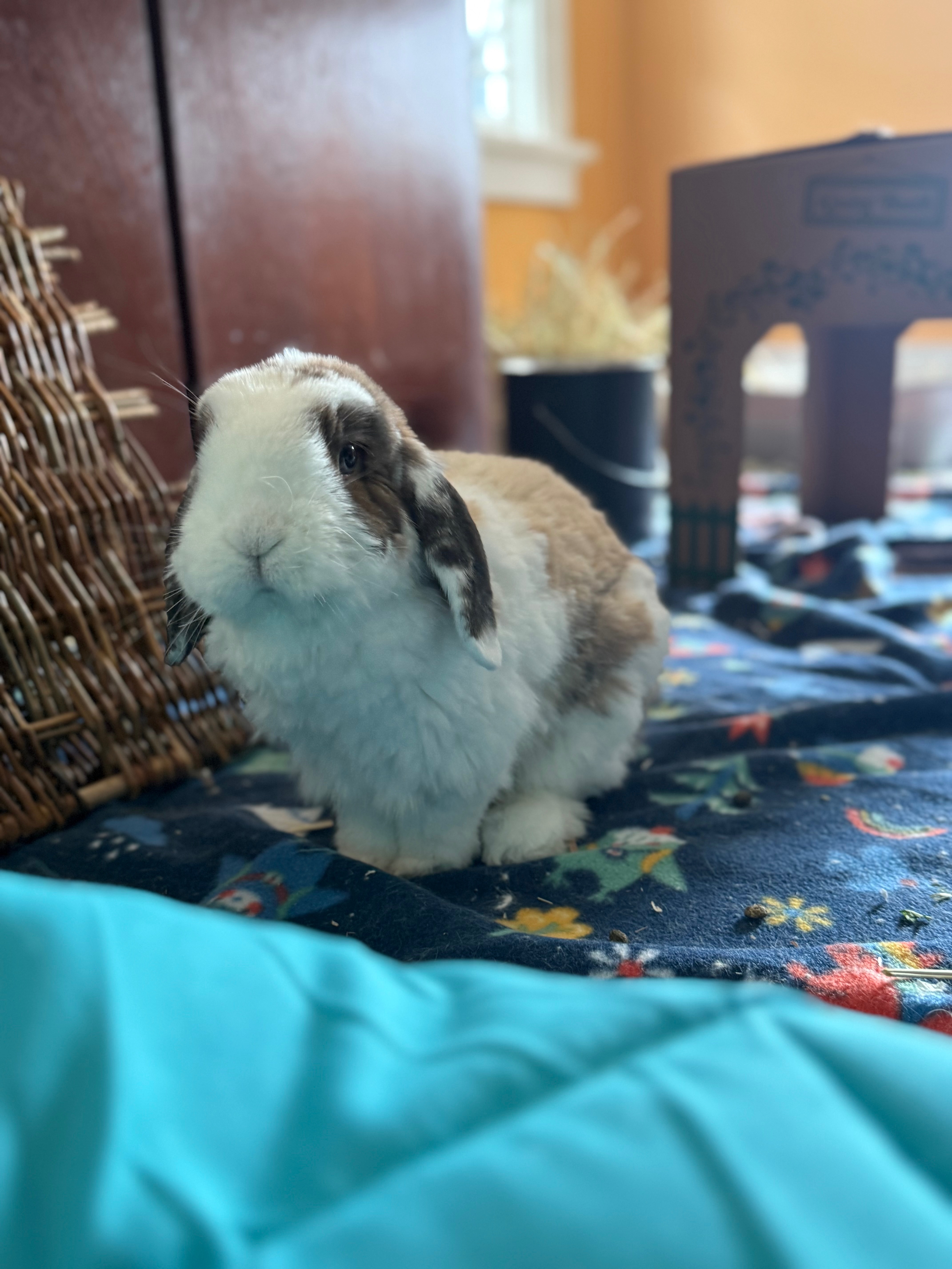 Help Thadius and Bodacious with Medical Bills campaign photo, 2 of 8