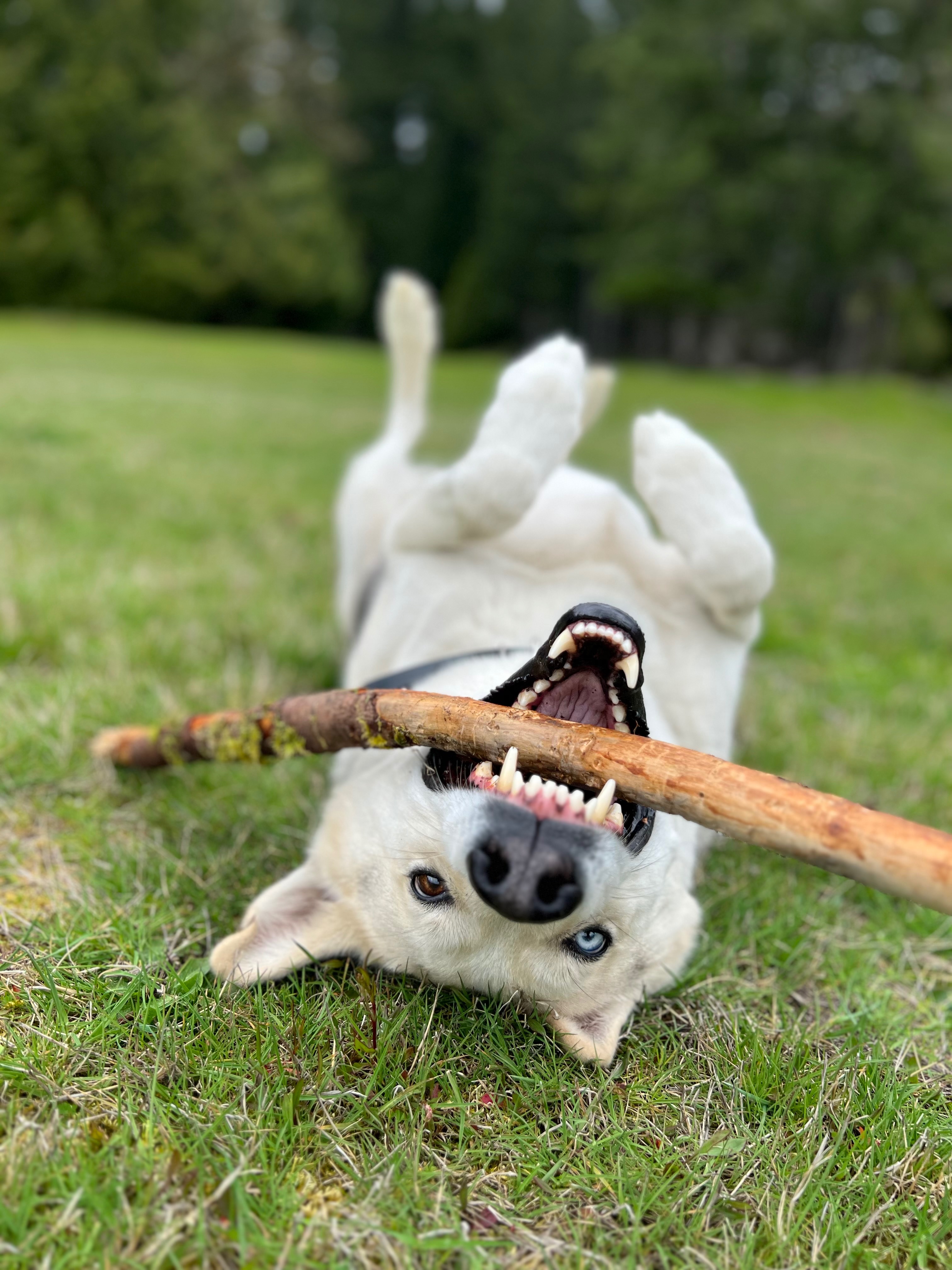 Help Keno get back on his paws. campaign photo, 2 of 5