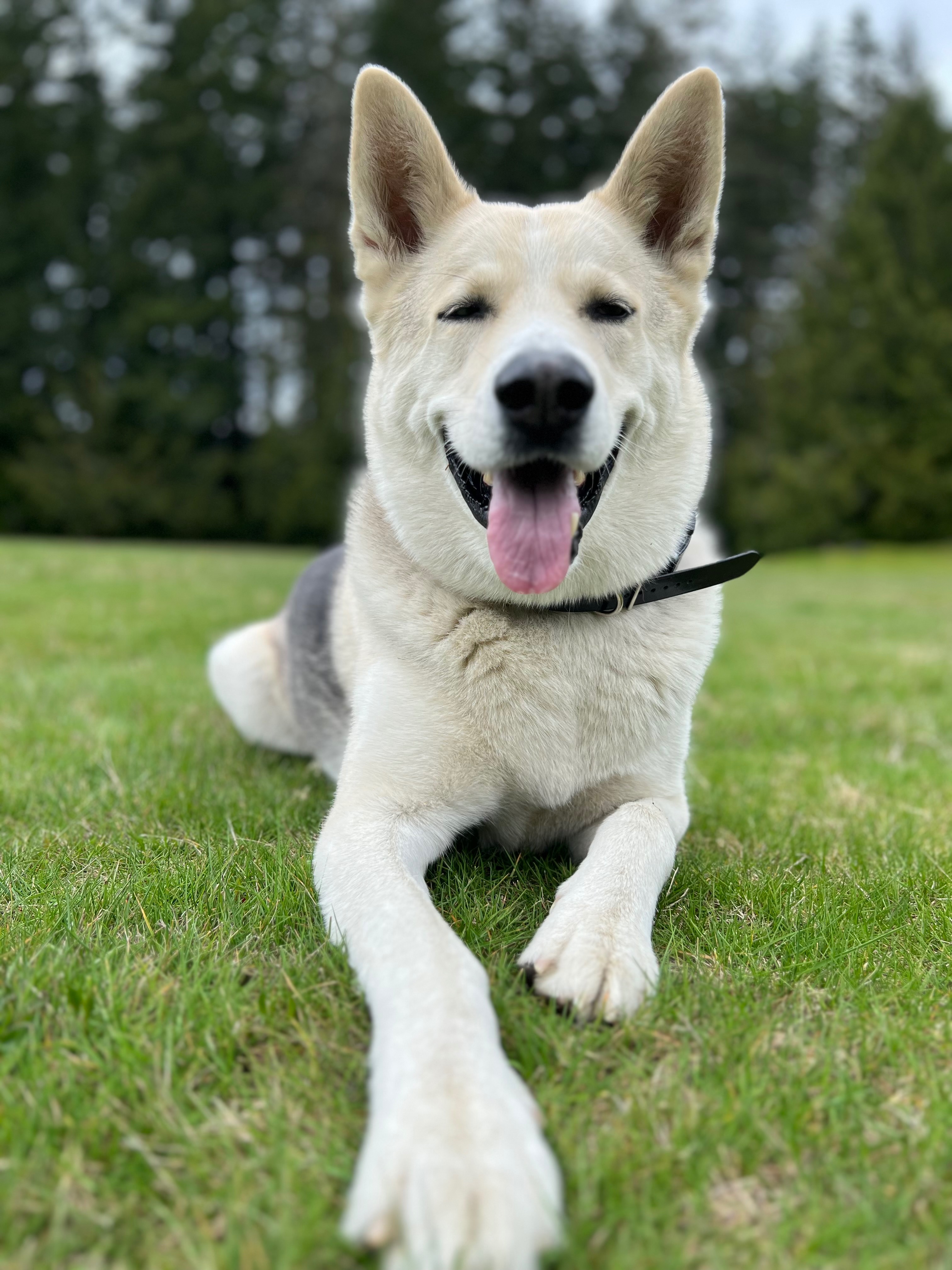 Help Keno get back on his paws. campaign photo, 4 of 5