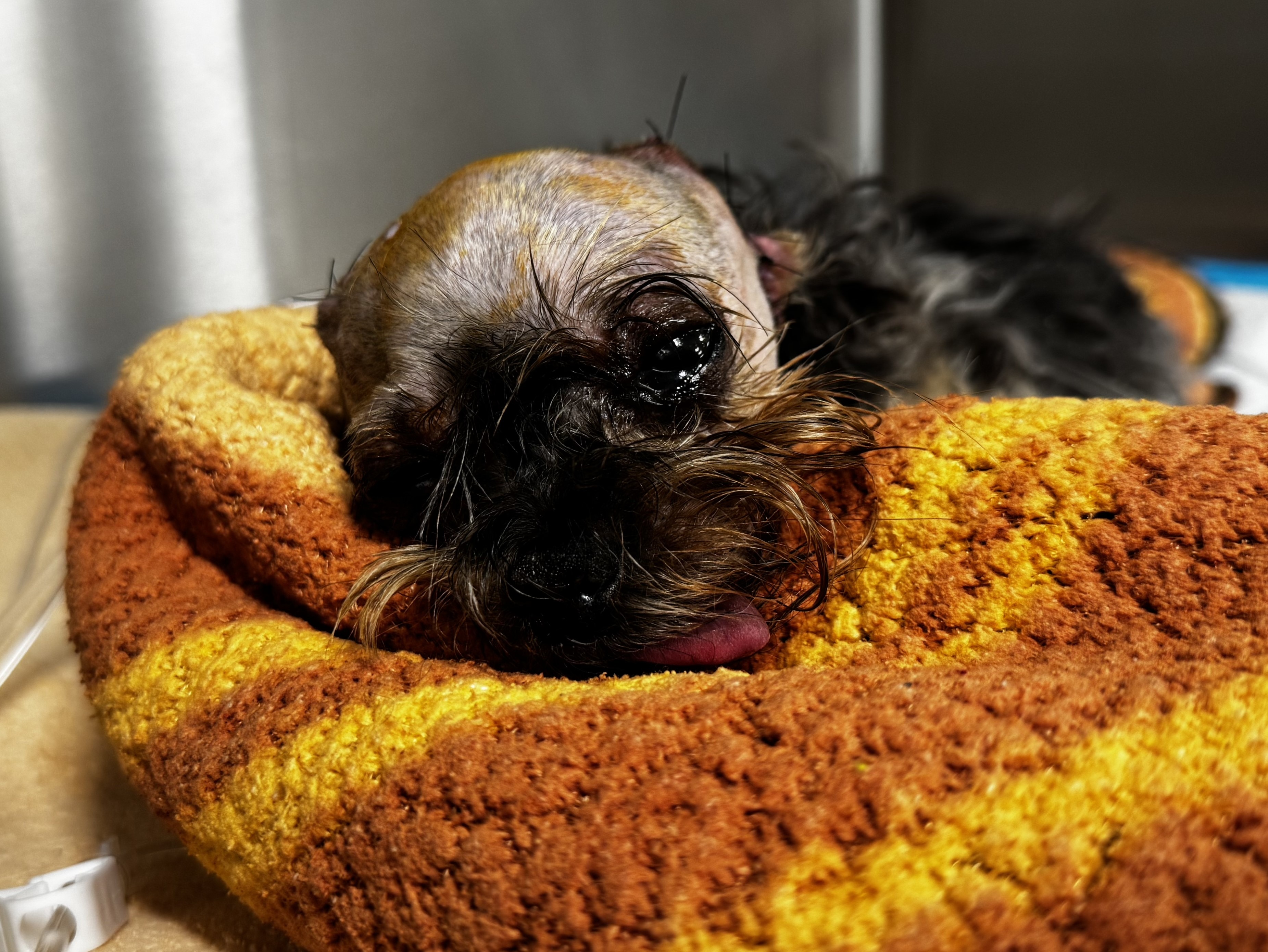 Help Ginger walk again. Help her live campaign photo, 5 of 6