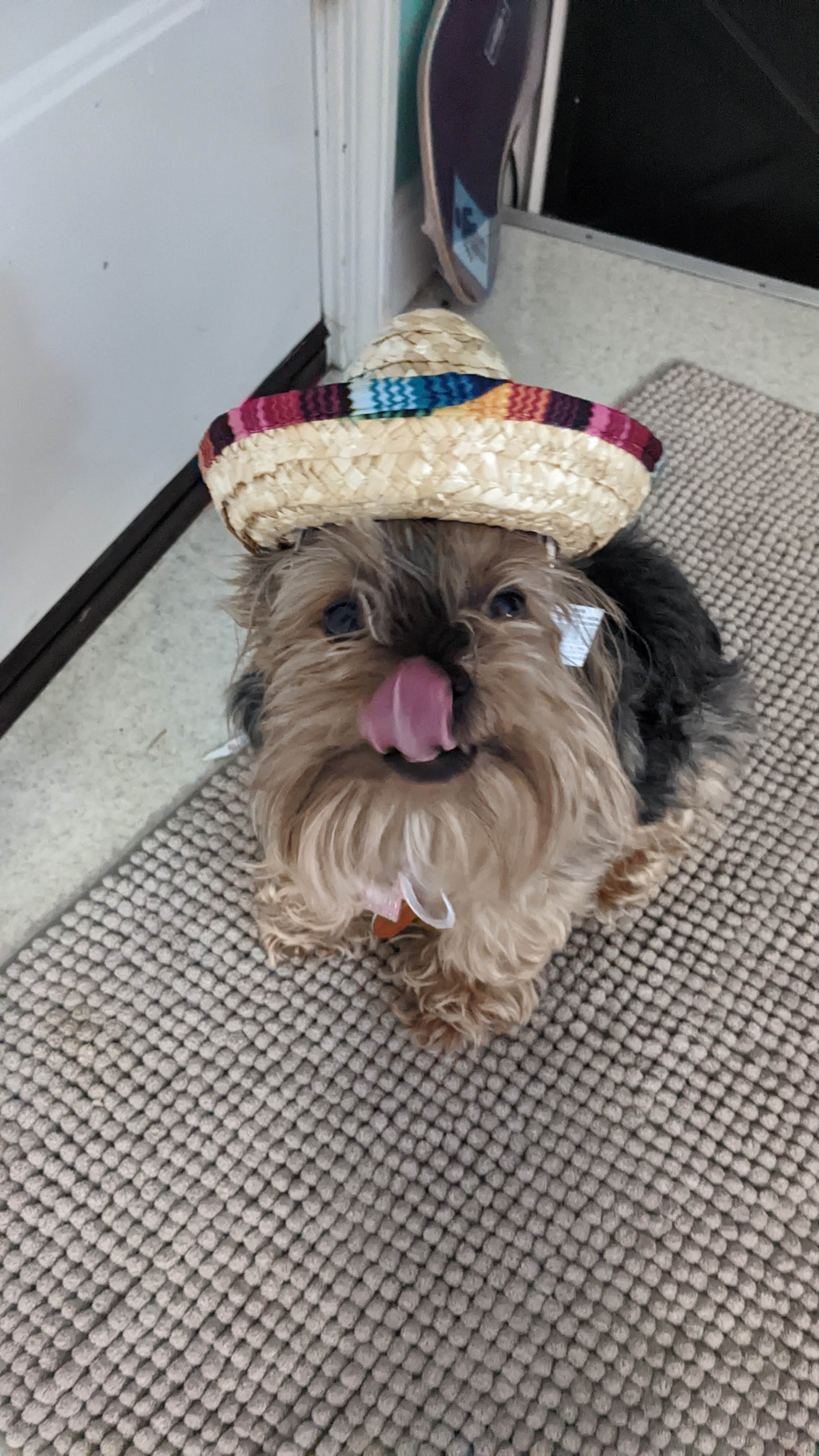 Help Ginger walk again. Help her live campaign photo, 2 of 6