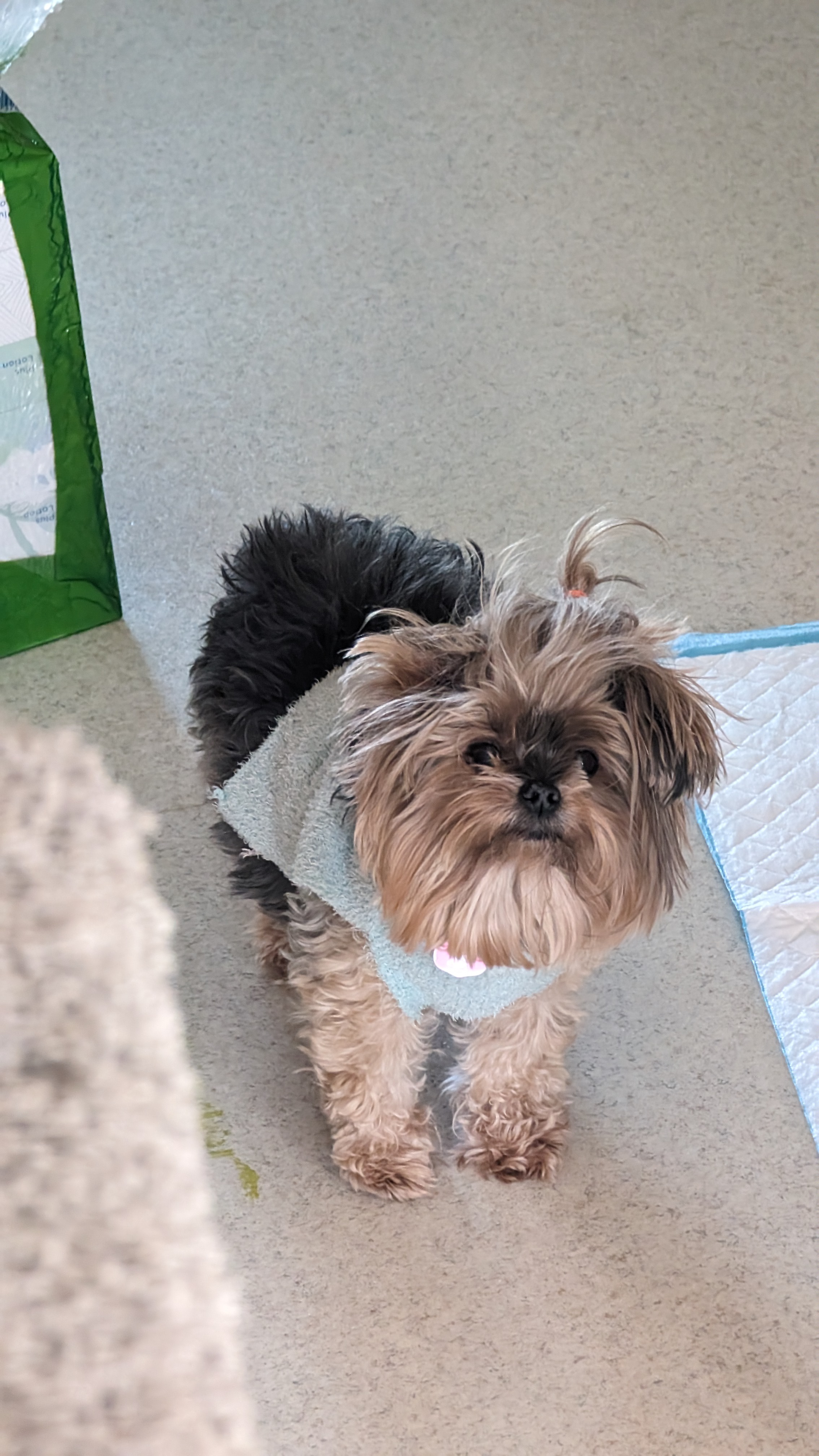 Help Ginger walk again. Help her live campaign photo, 4 of 6
