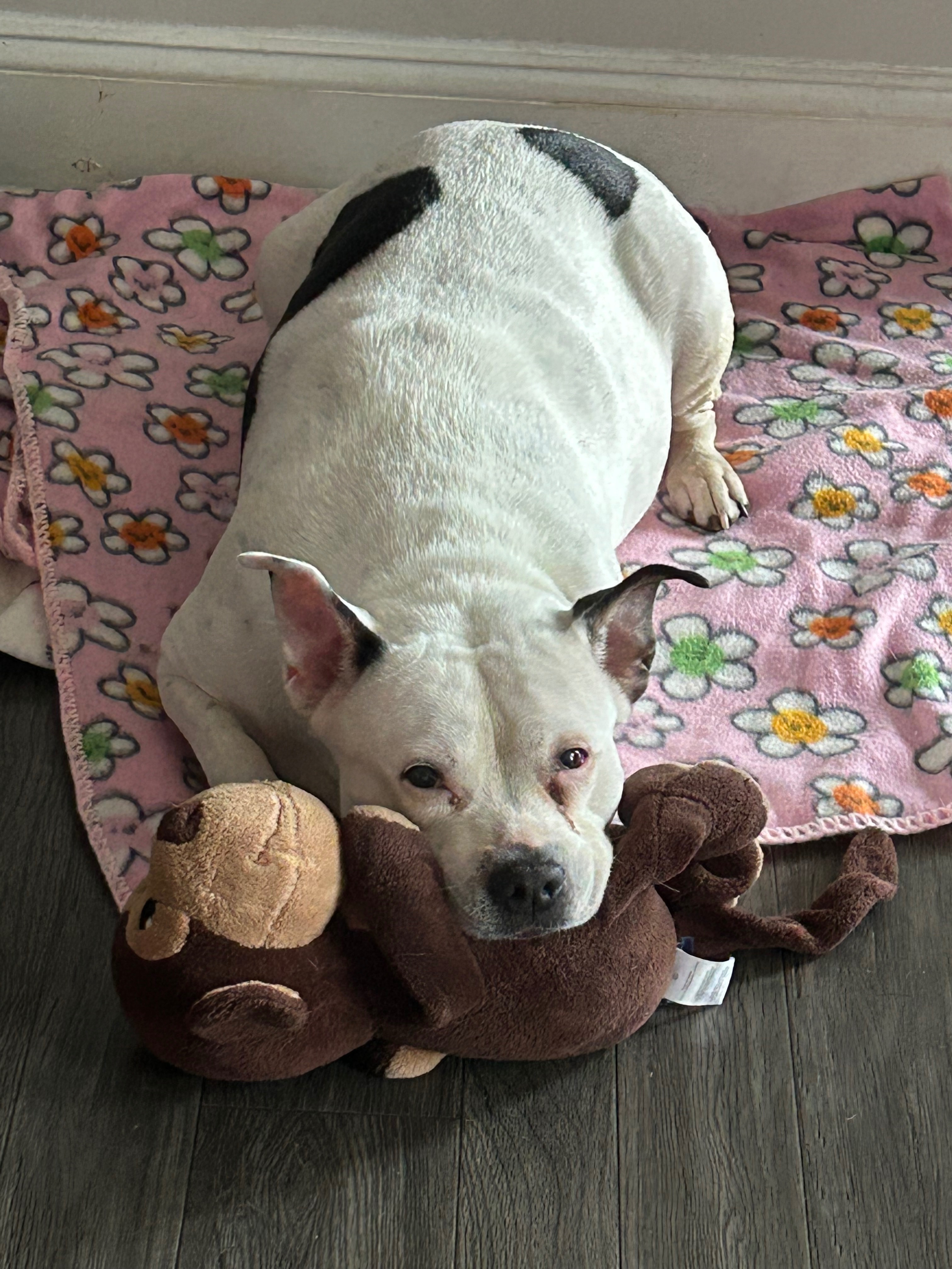 Please help Royal get her surgery campaign photo, 2 of 8