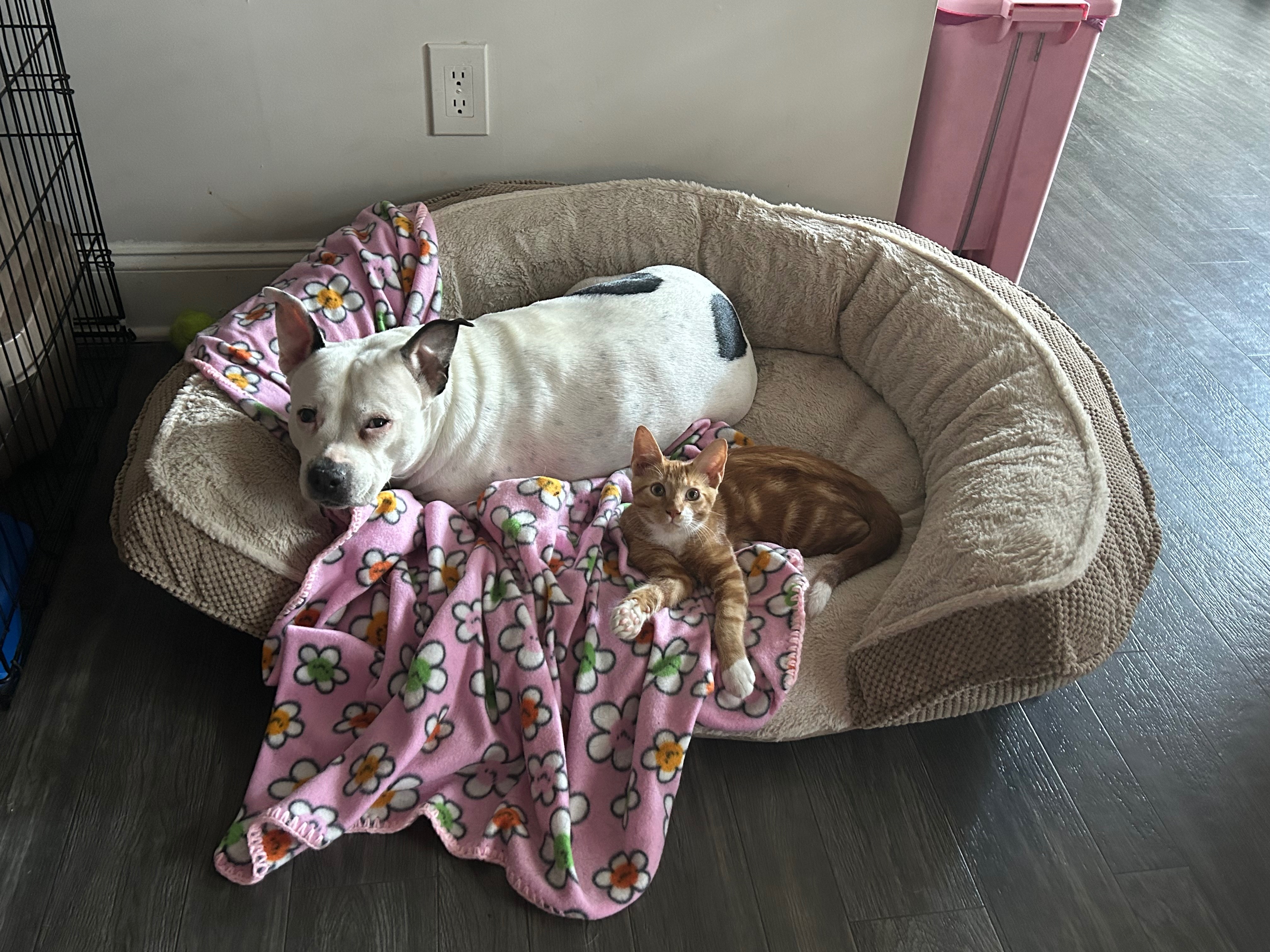 Please help Royal get her surgery campaign photo, 6 of 8