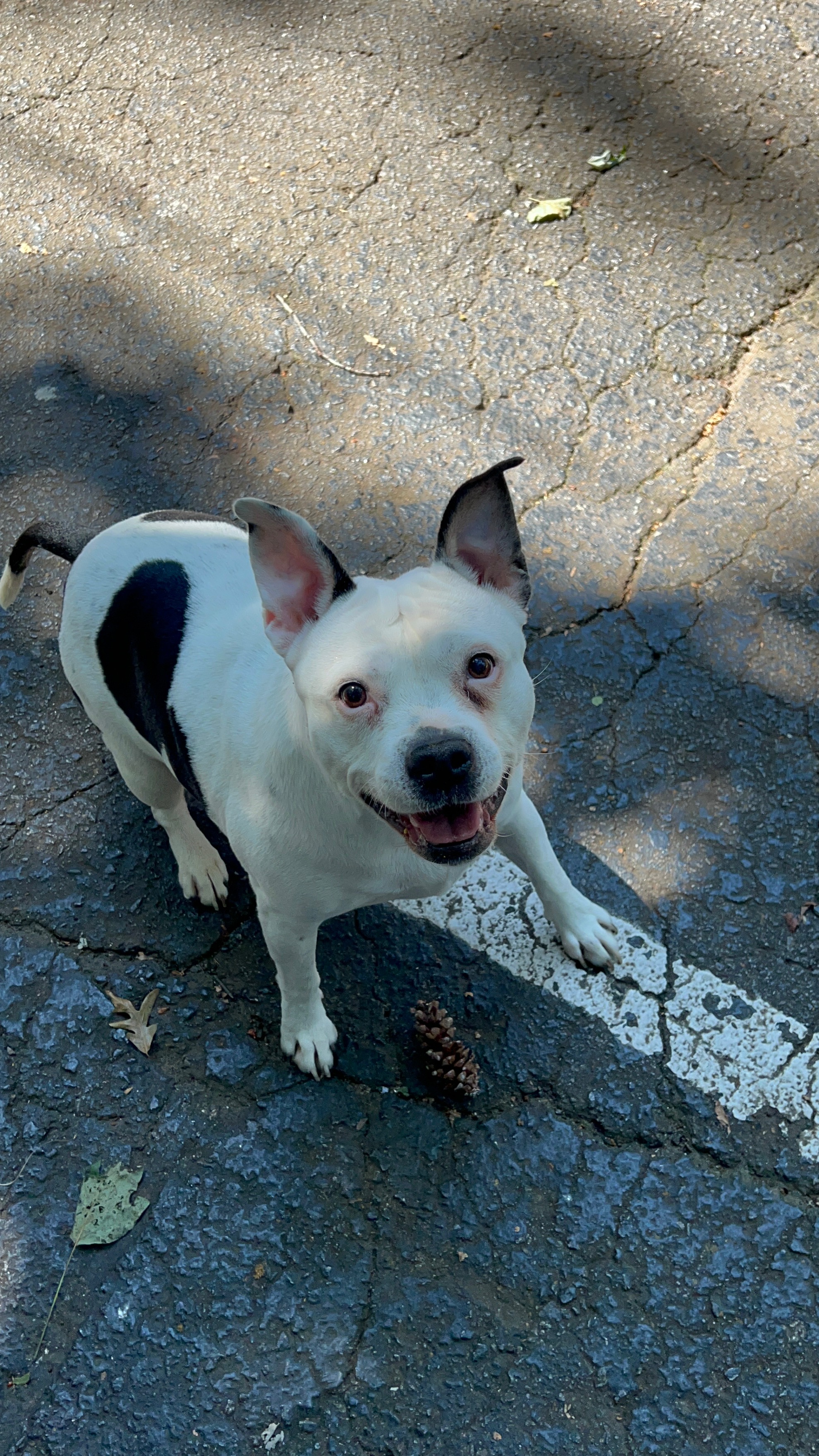 Please help Royal get her surgery campaign photo, 4 of 8