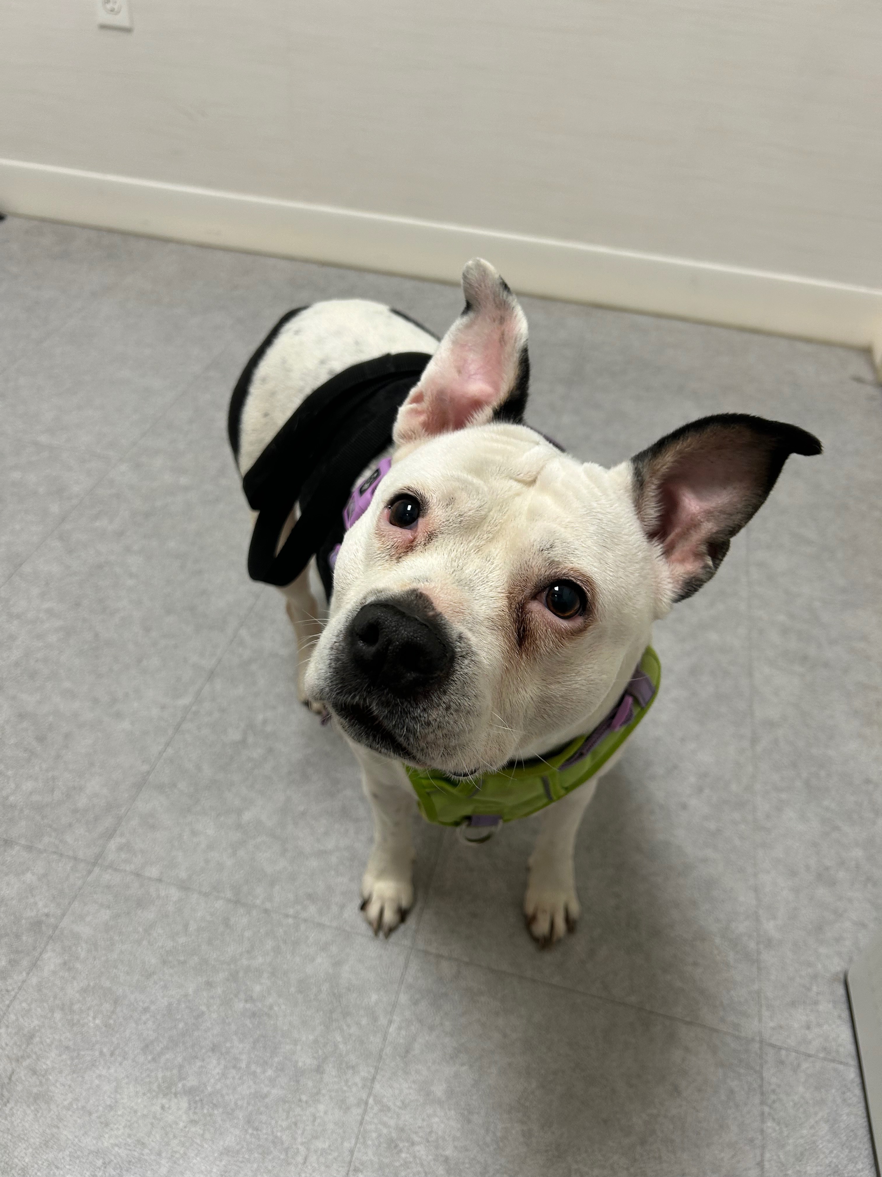 Please help Royal get her surgery campaign photo, 5 of 8
