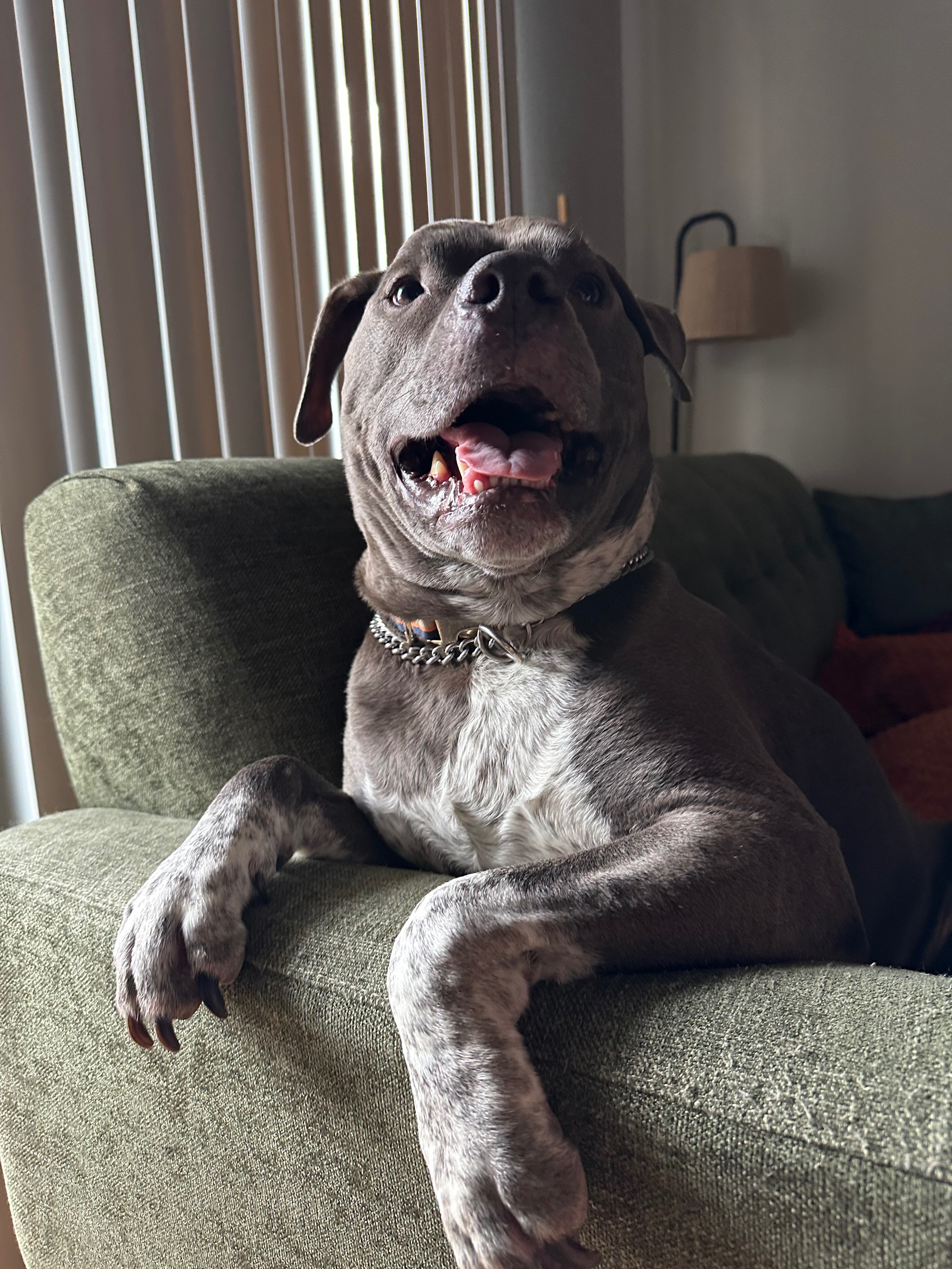 Help Angus Walk Again: Double ACL Surgery campaign photo, 5 of 6