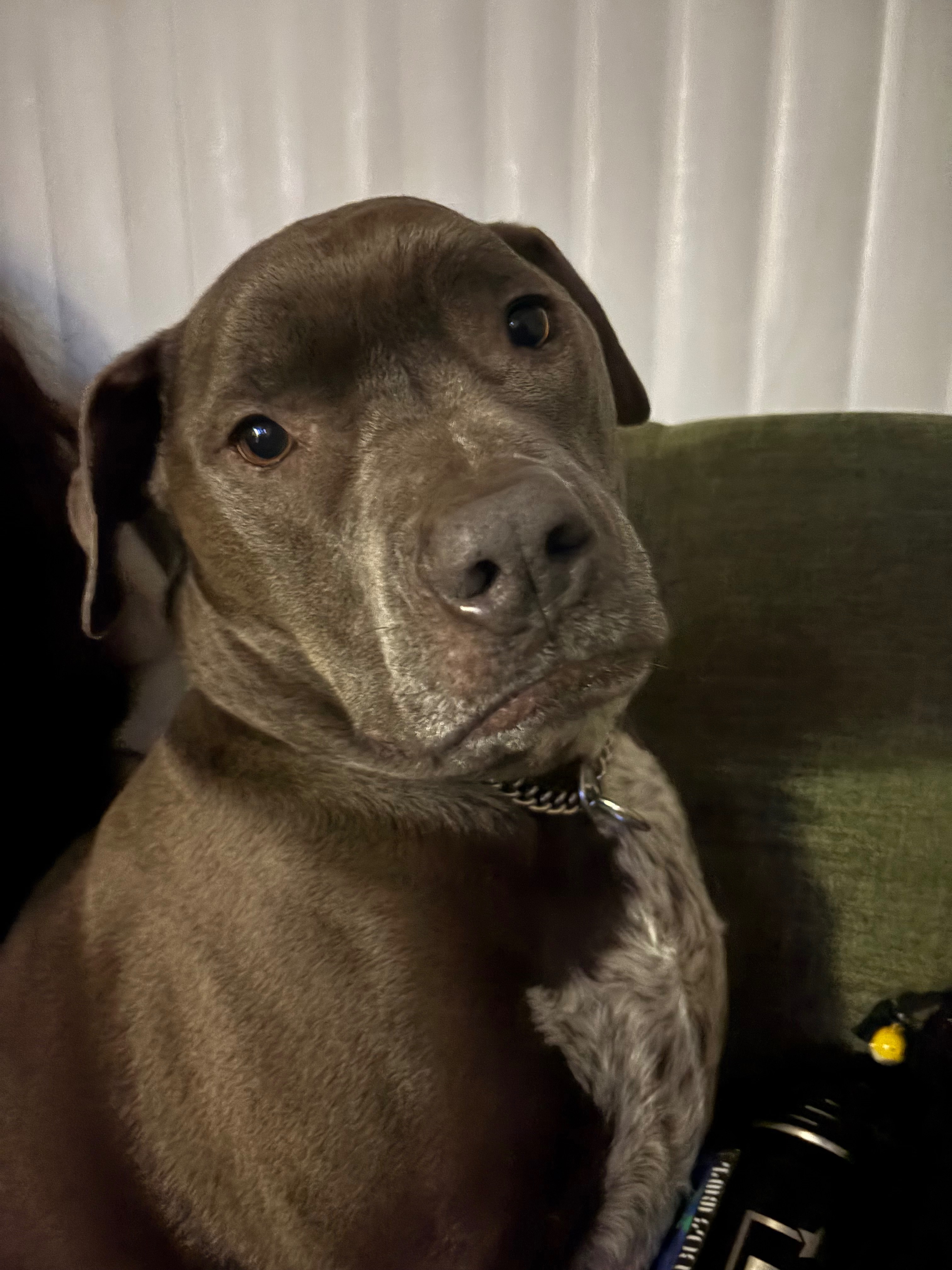 Help Angus Walk Again: Double ACL Surgery campaign photo, 2 of 6