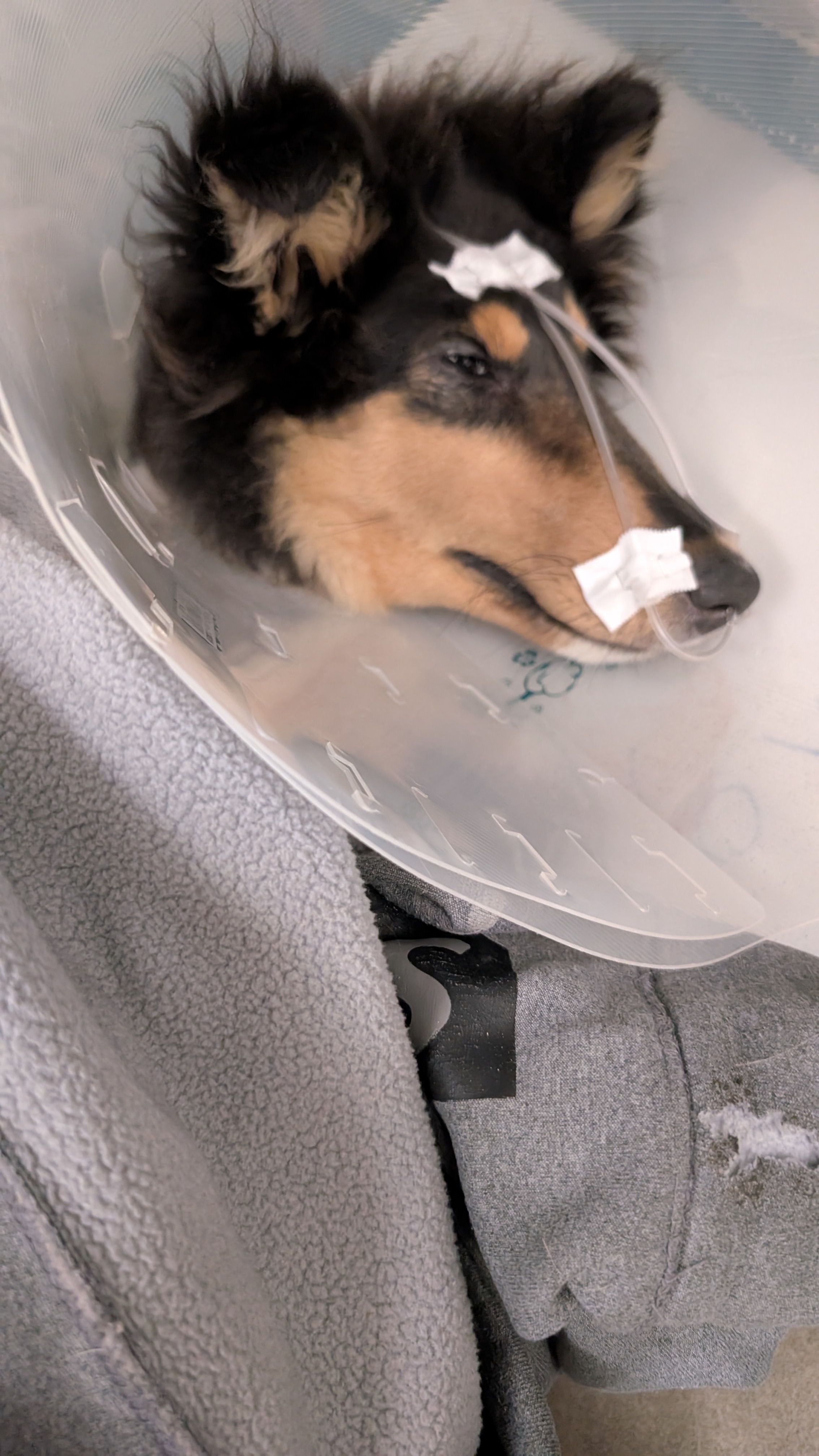 Des soins pour notre boule de poils d'amour campaign photo, 4 of 8