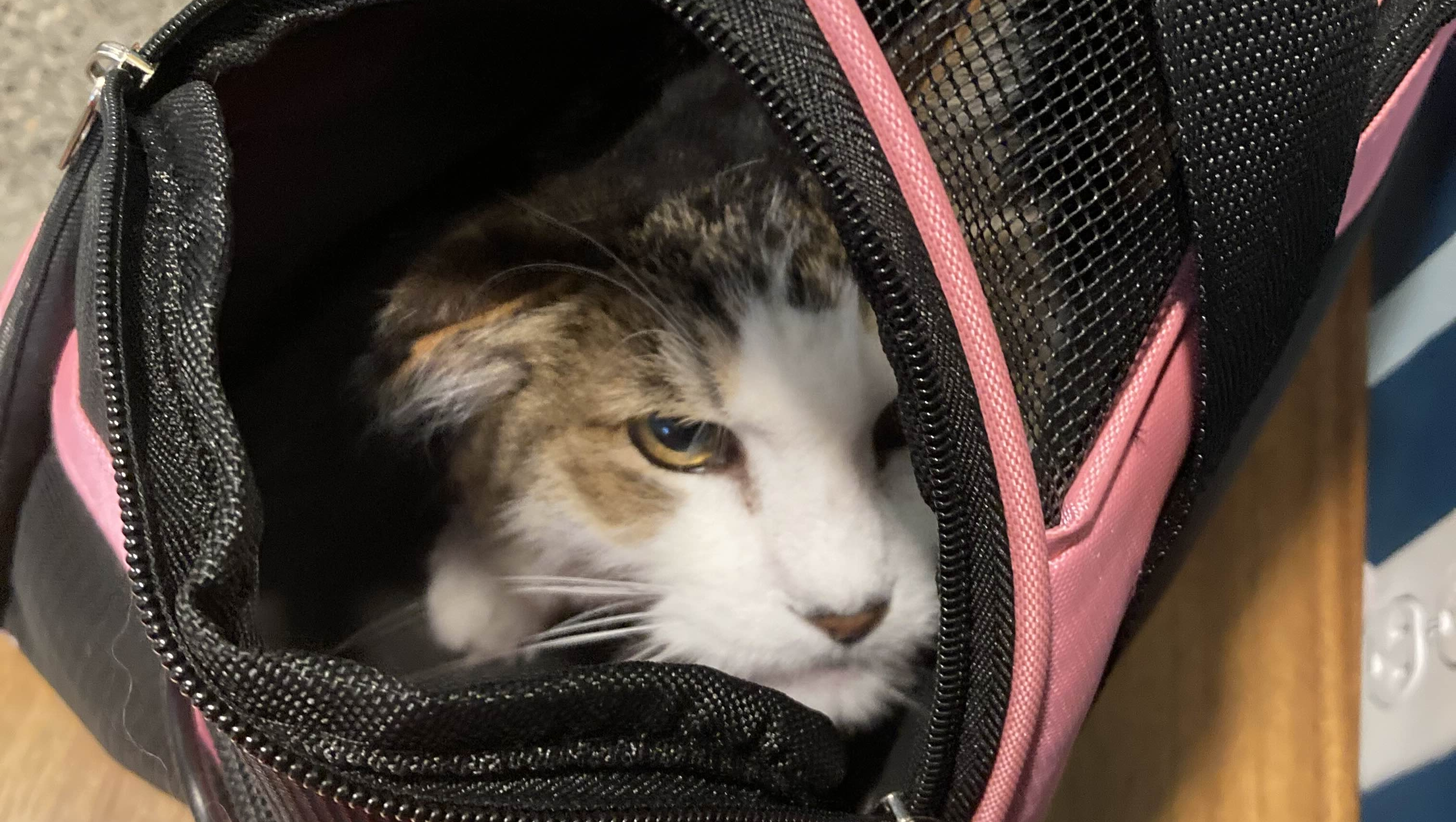 Help Fluffy Heal: Urgent Medical Care Needed photo