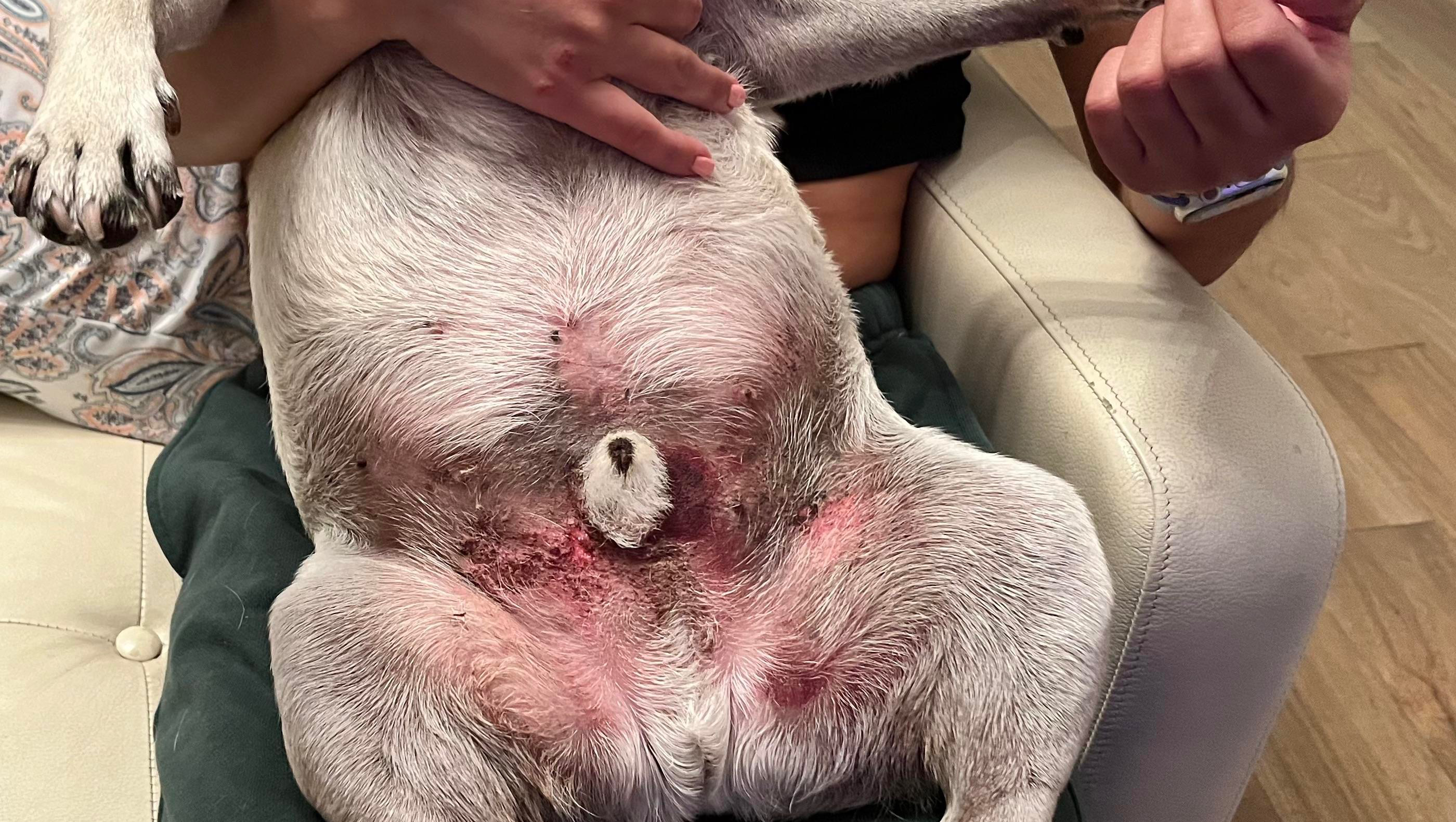 Help Bruno Survive Emergency Surgery photo