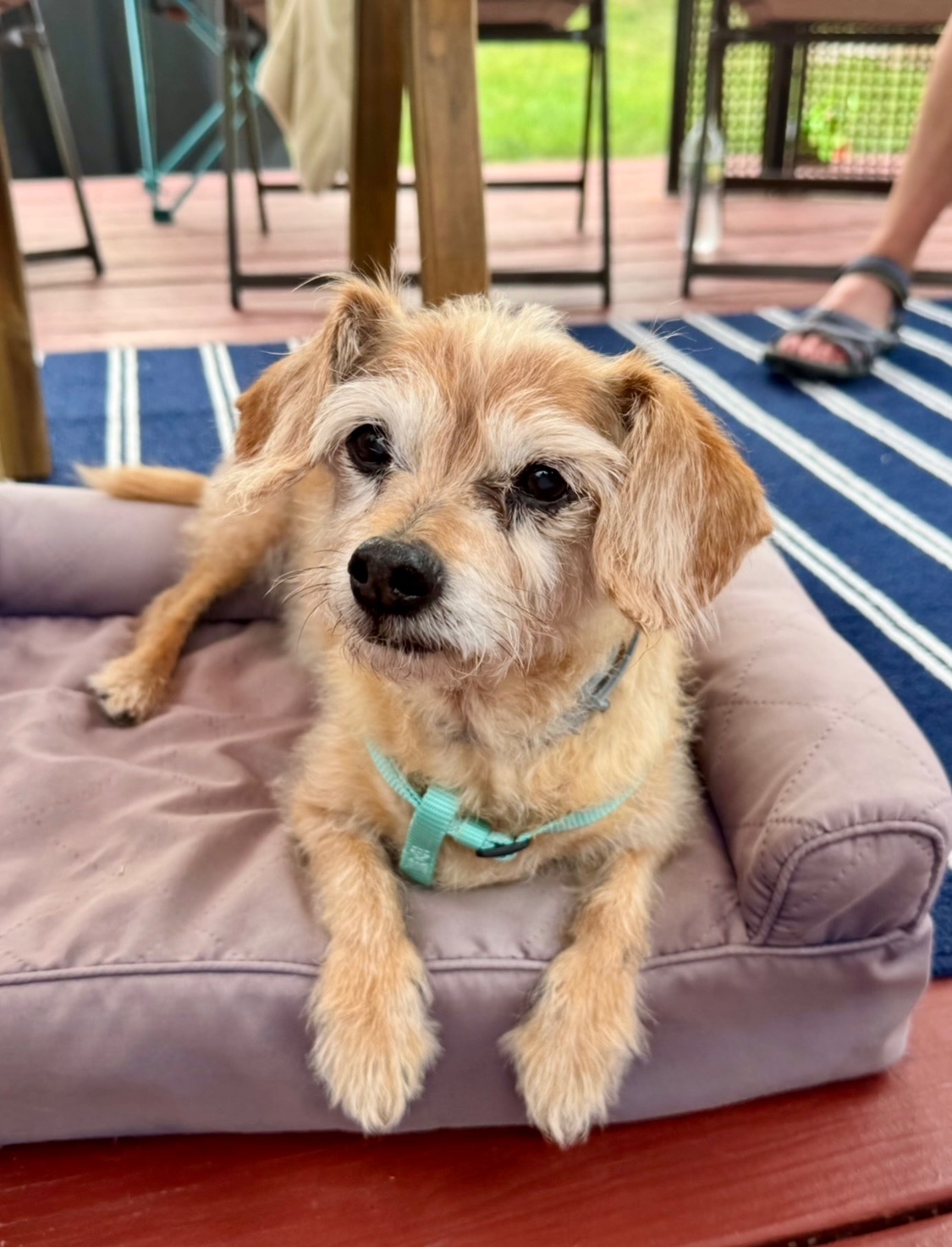 Support Lucy's Life-Saving Surgery campaign photo, 7 of 8