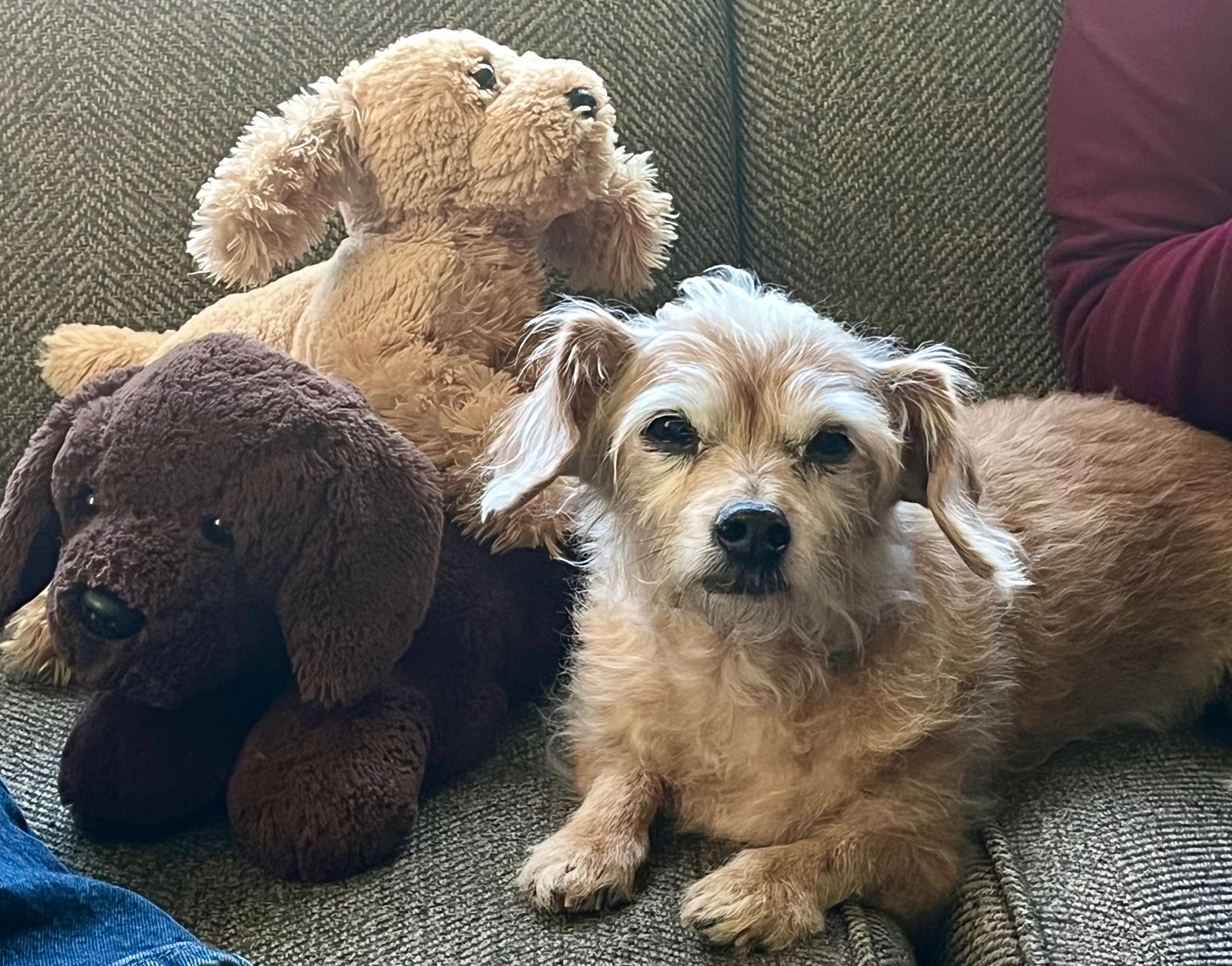 Support Lucy's Life-Saving Surgery campaign photo, 4 of 8