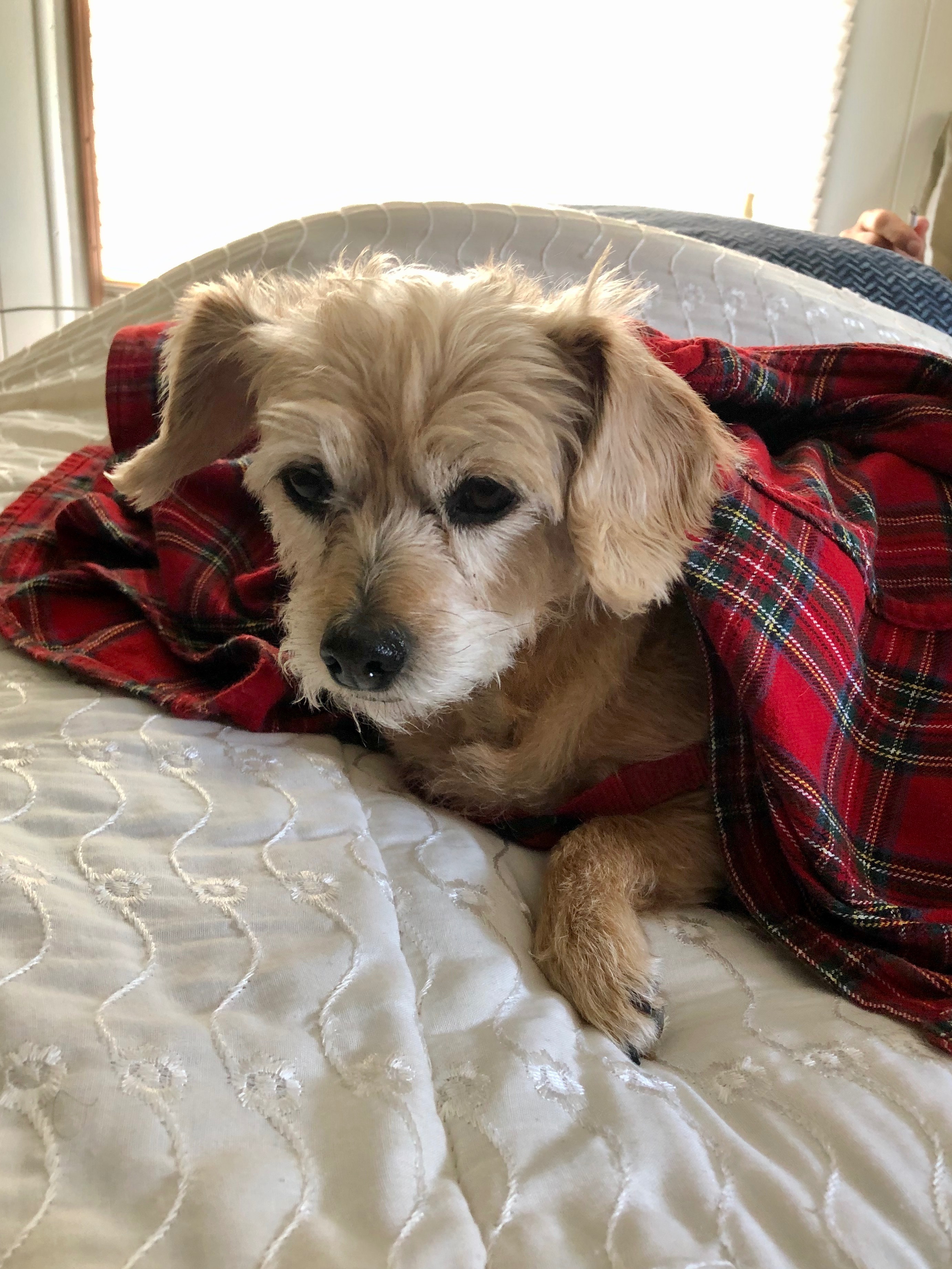Support Lucy's Life-Saving Surgery campaign photo, 5 of 8