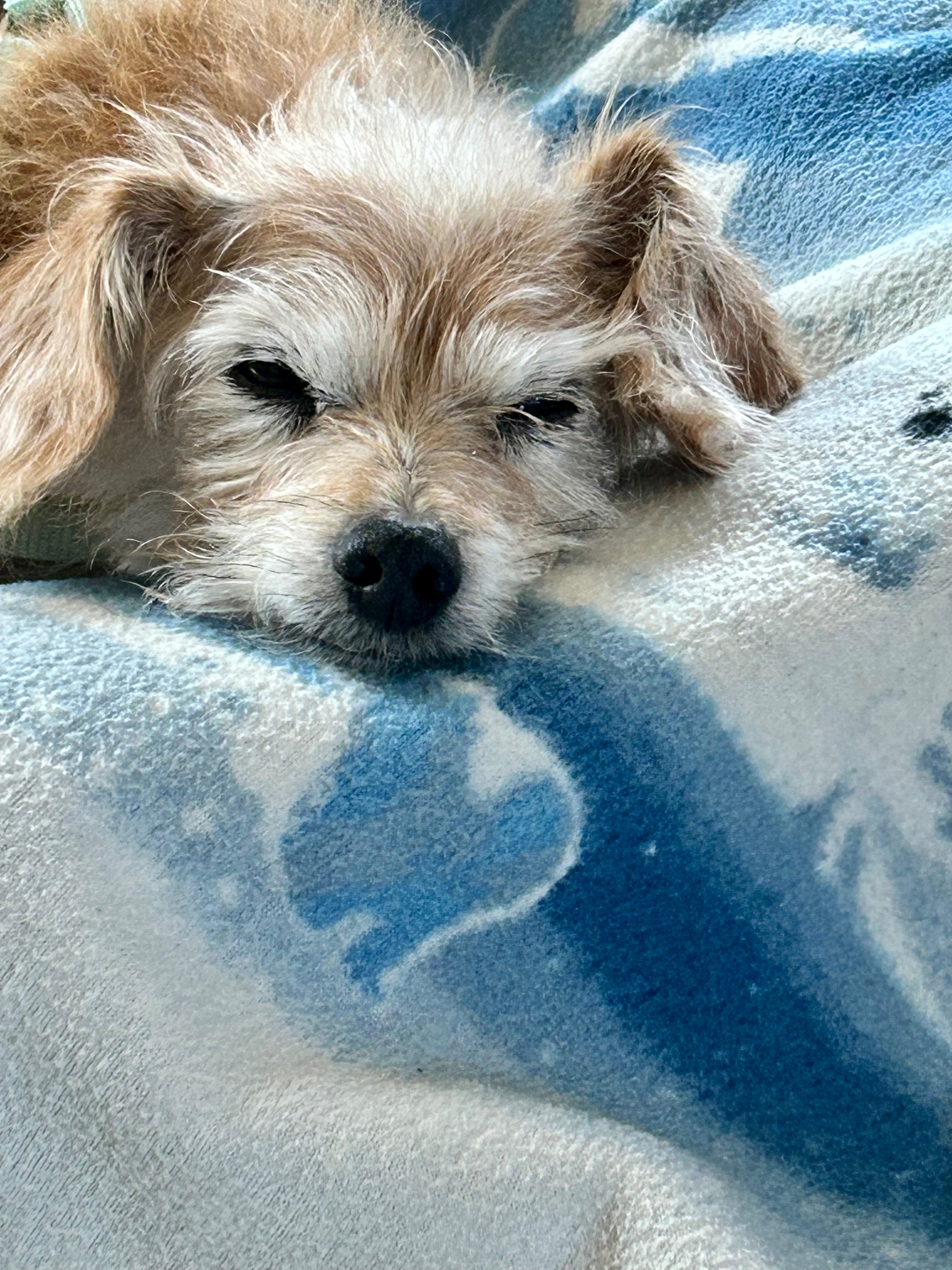 Support Lucy's Life-Saving Surgery campaign photo, 6 of 8