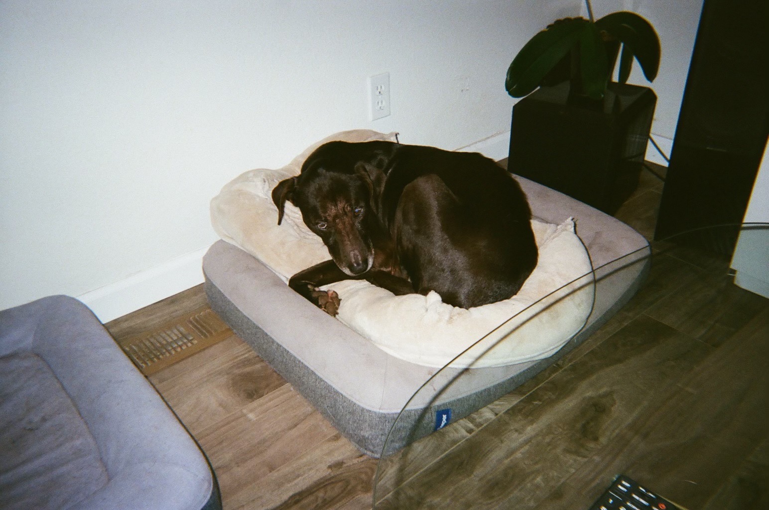 Help Daisy’s Journey to Better Health campaign photo, 7 of 8