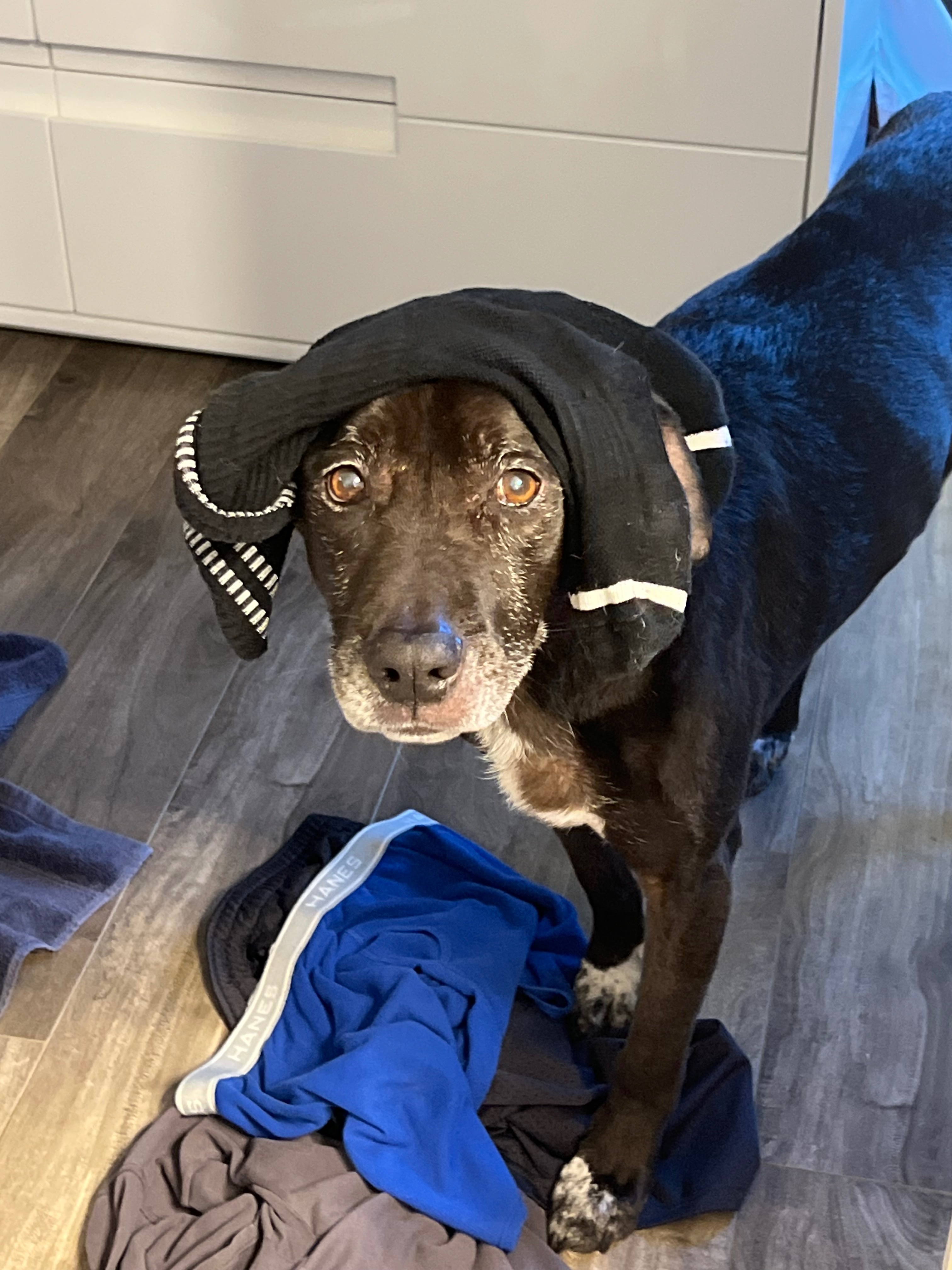 Help Daisy’s Journey to Better Health campaign photo, 2 of 8
