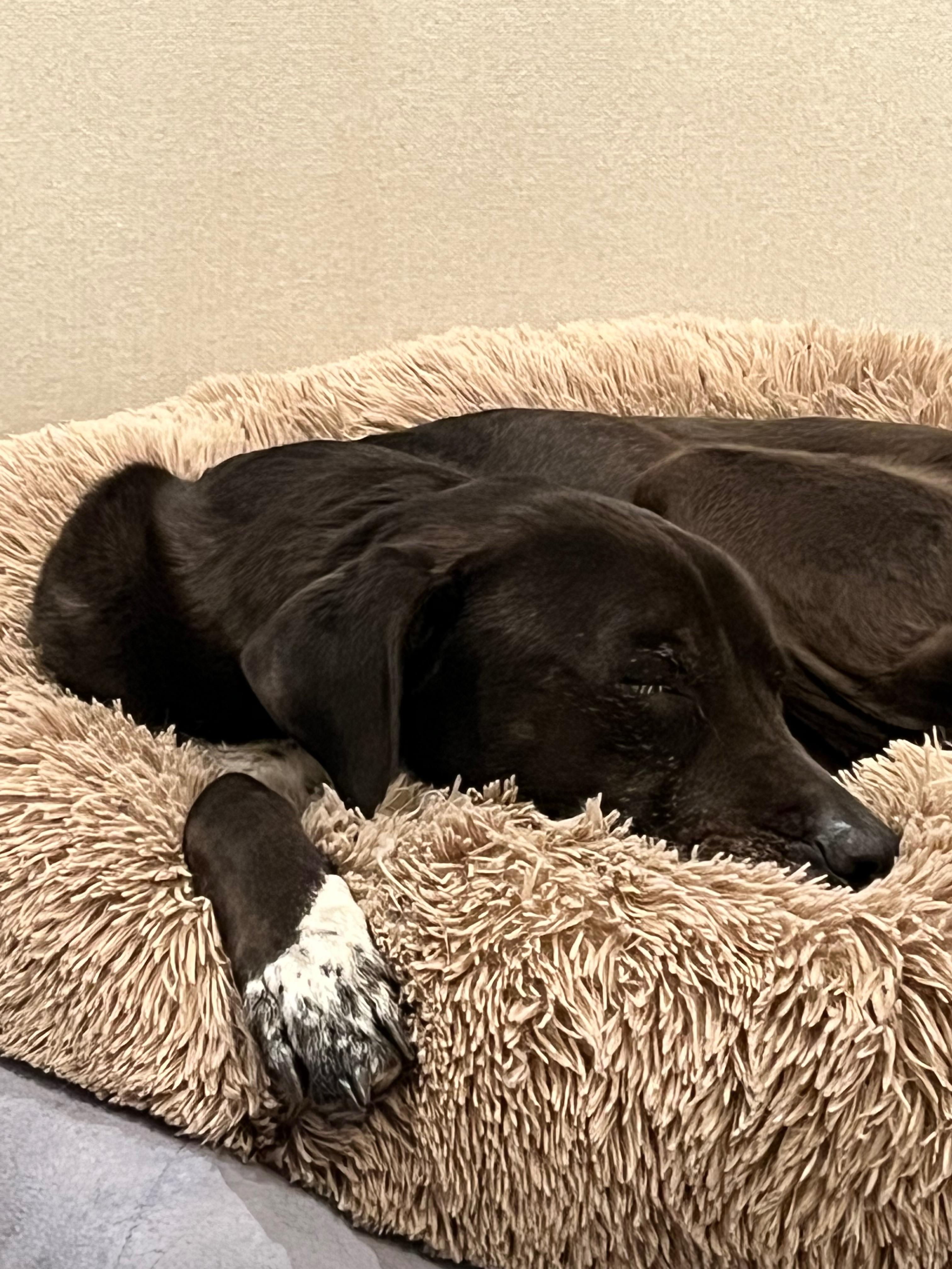 Help Daisy’s Journey to Better Health campaign photo, 4 of 8