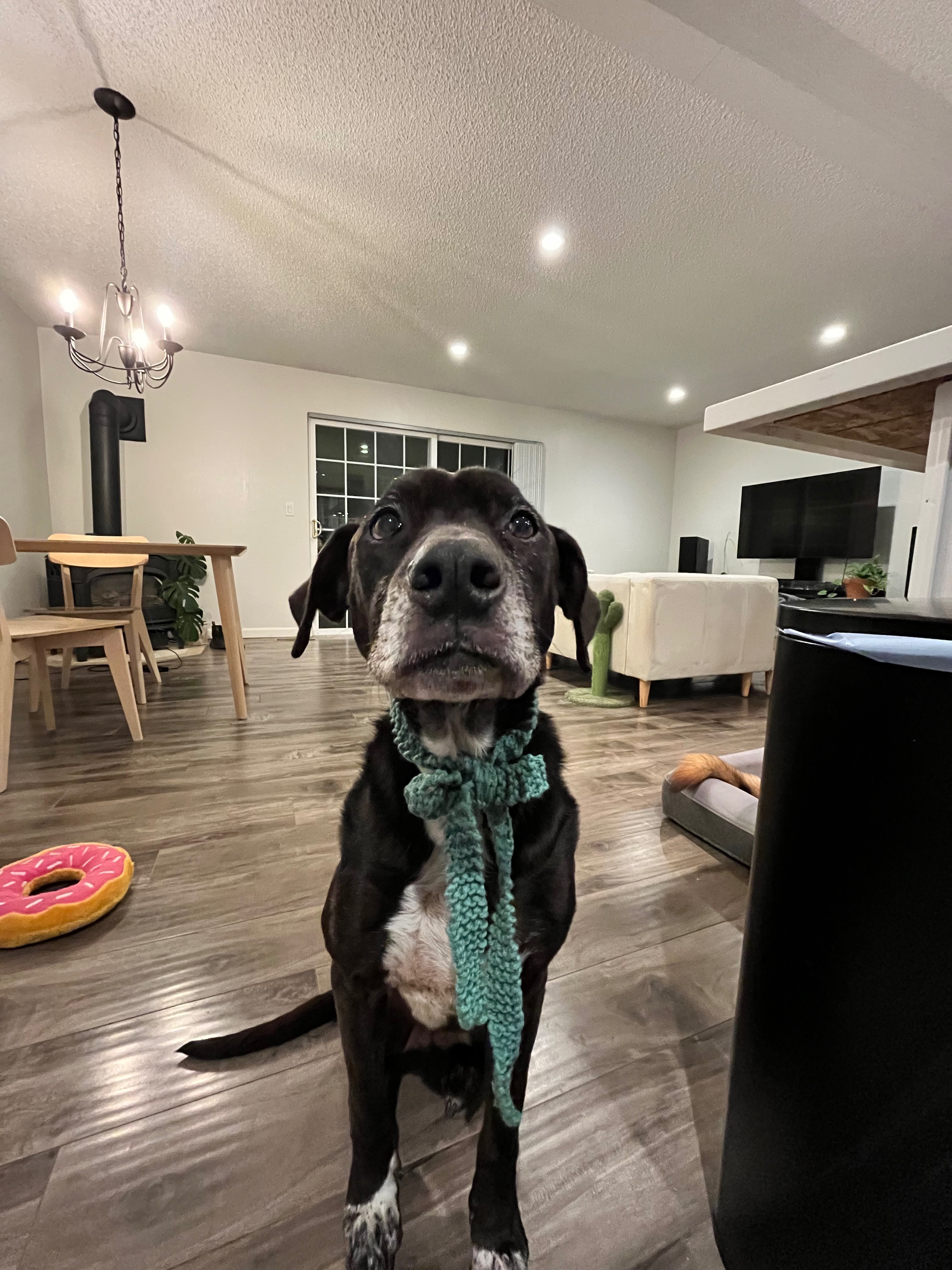 Help Daisy’s Journey to Better Health campaign photo, 5 of 8