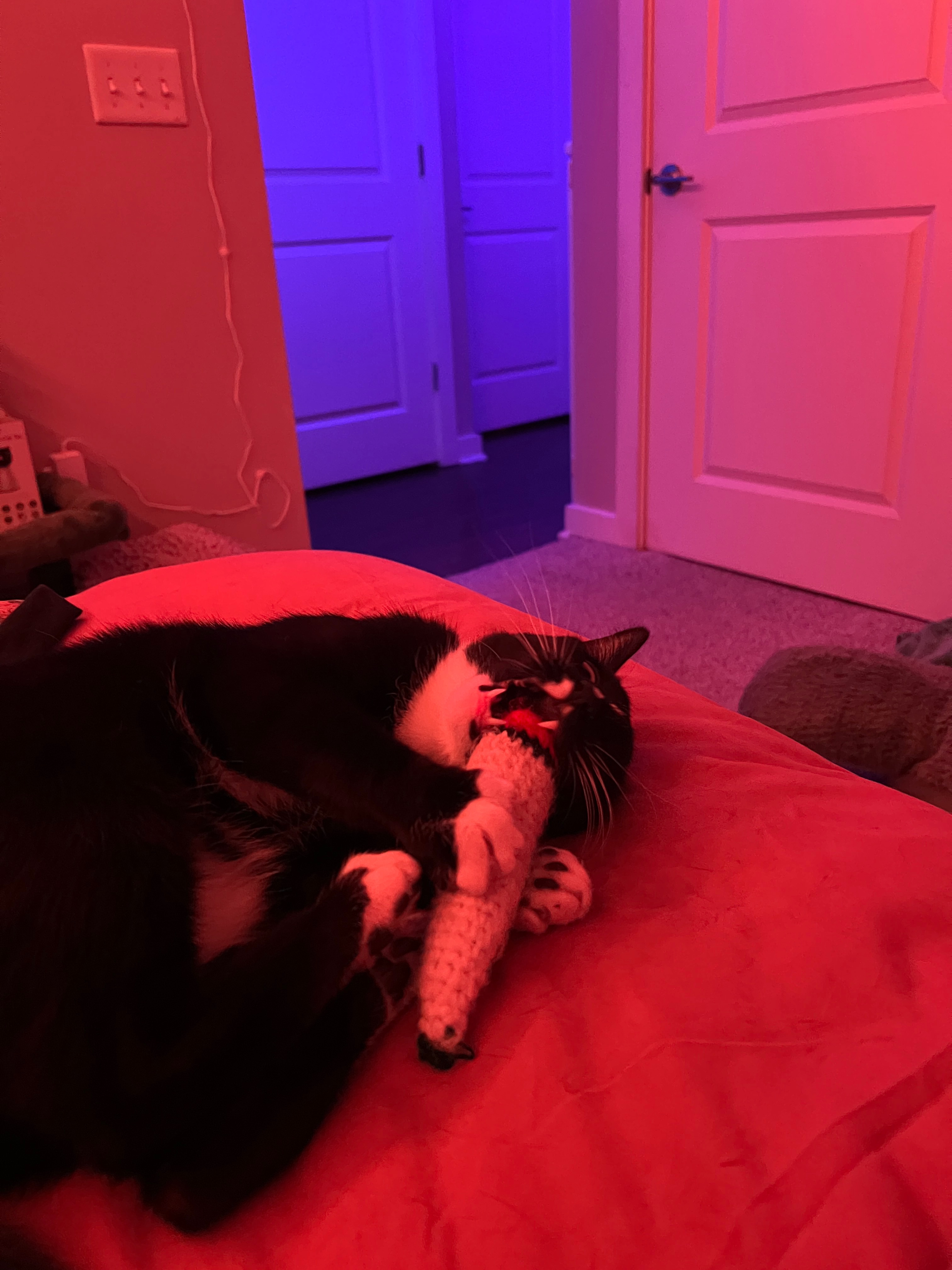 Donate to Help Milly Cover Bruce's Surgery campaign photo, 2 of 8