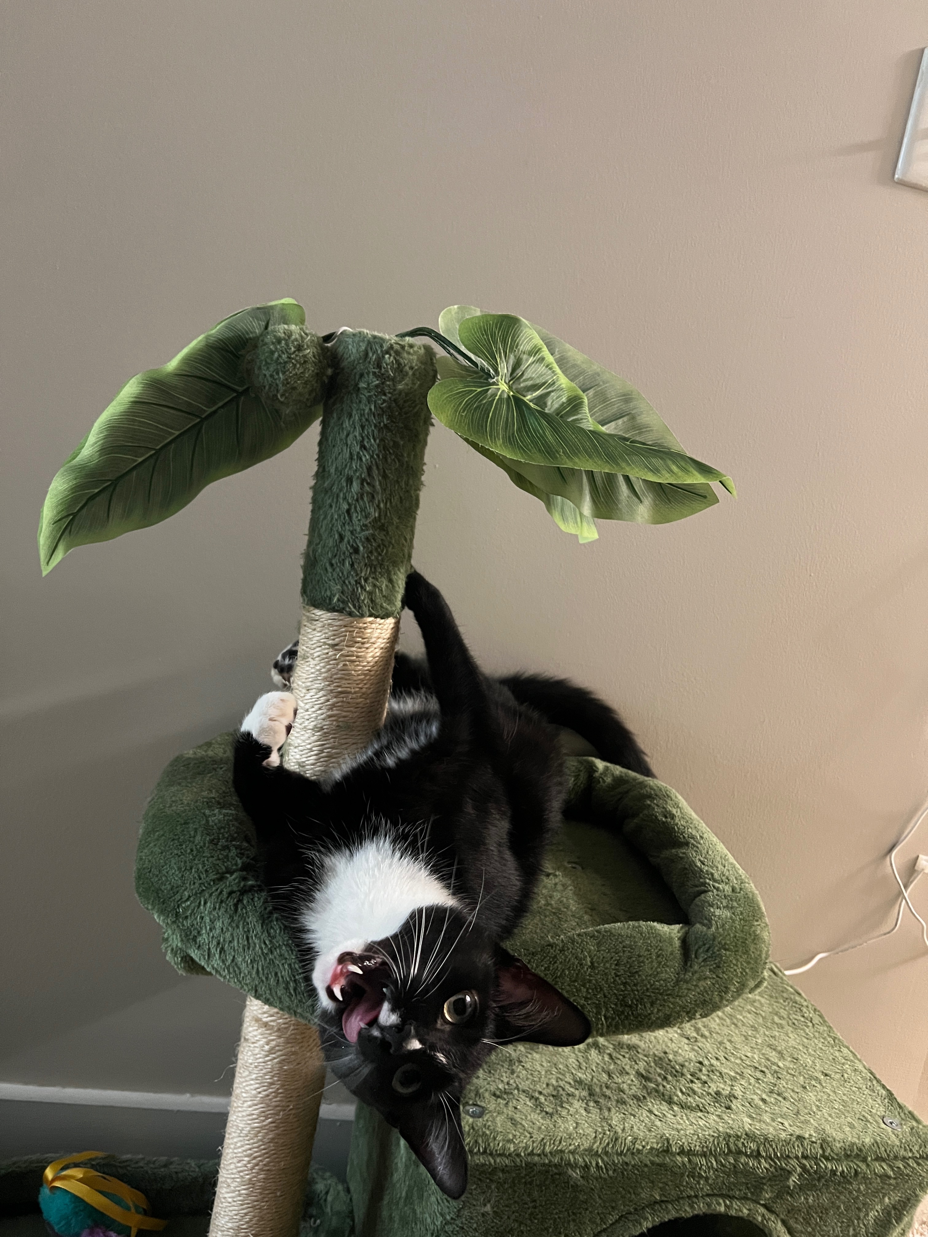 Donate to Help Milly Cover Bruce's Surgery campaign photo, 6 of 8