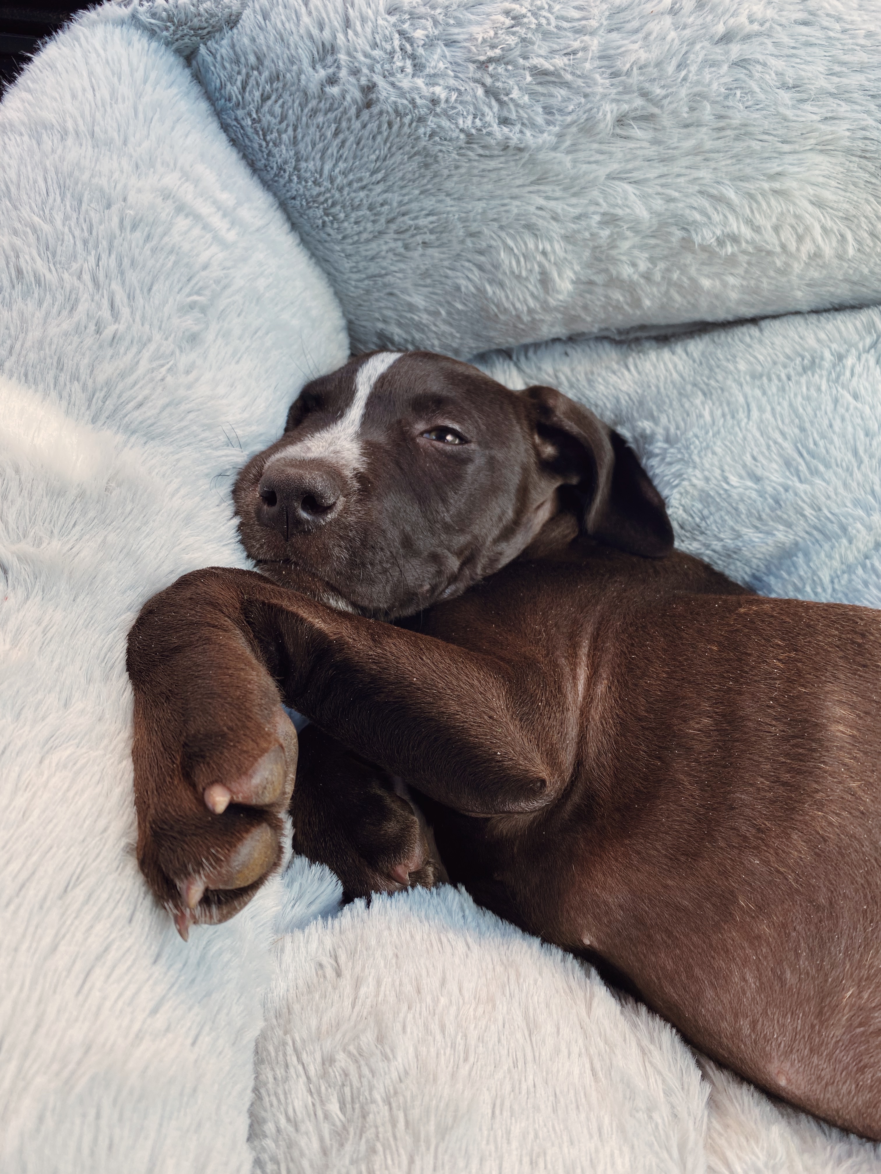 Save Diesel: Urgent Medical Help Needed campaign photo, 4 of 5