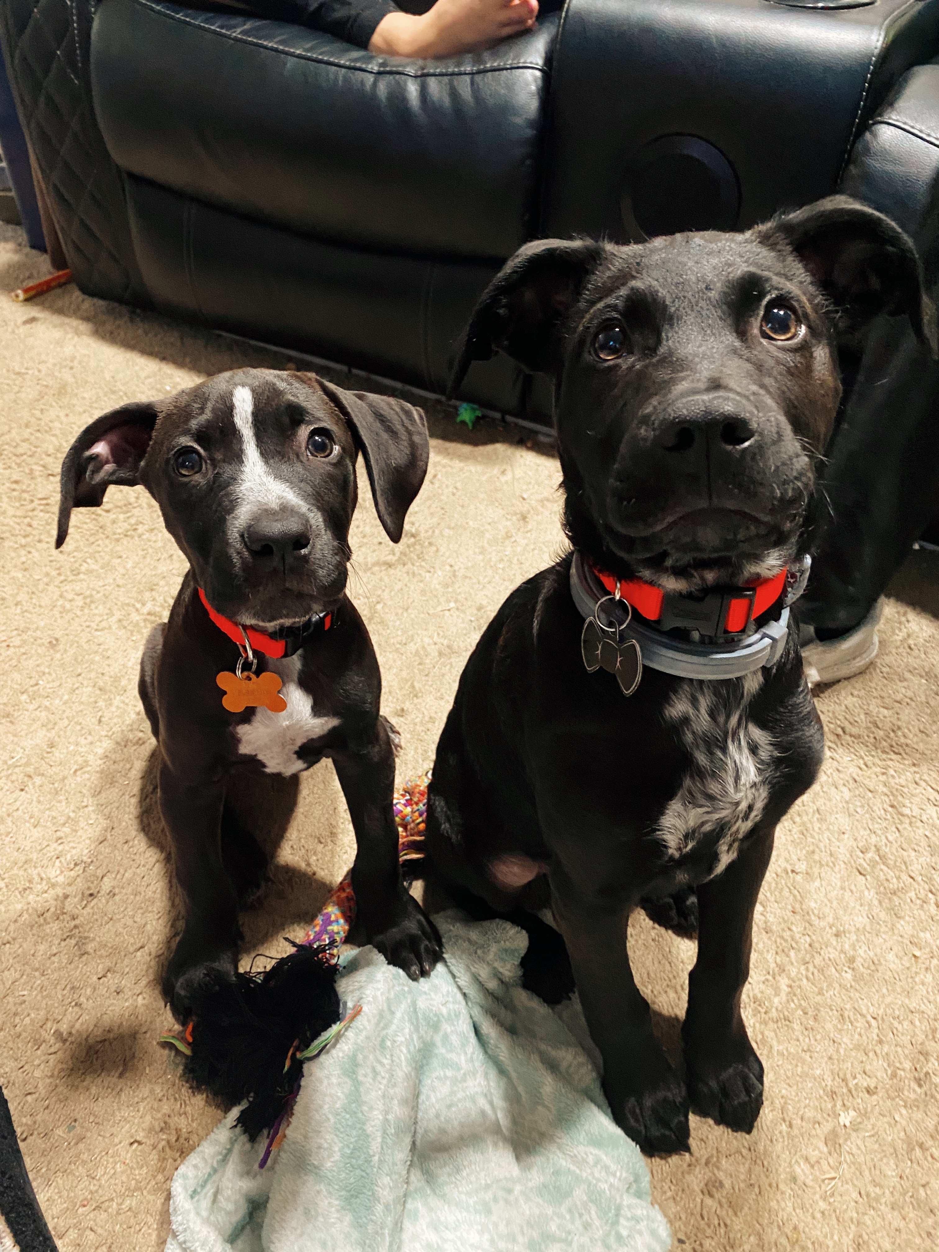 Save Diesel: Urgent Medical Help Needed campaign photo, 2 of 5