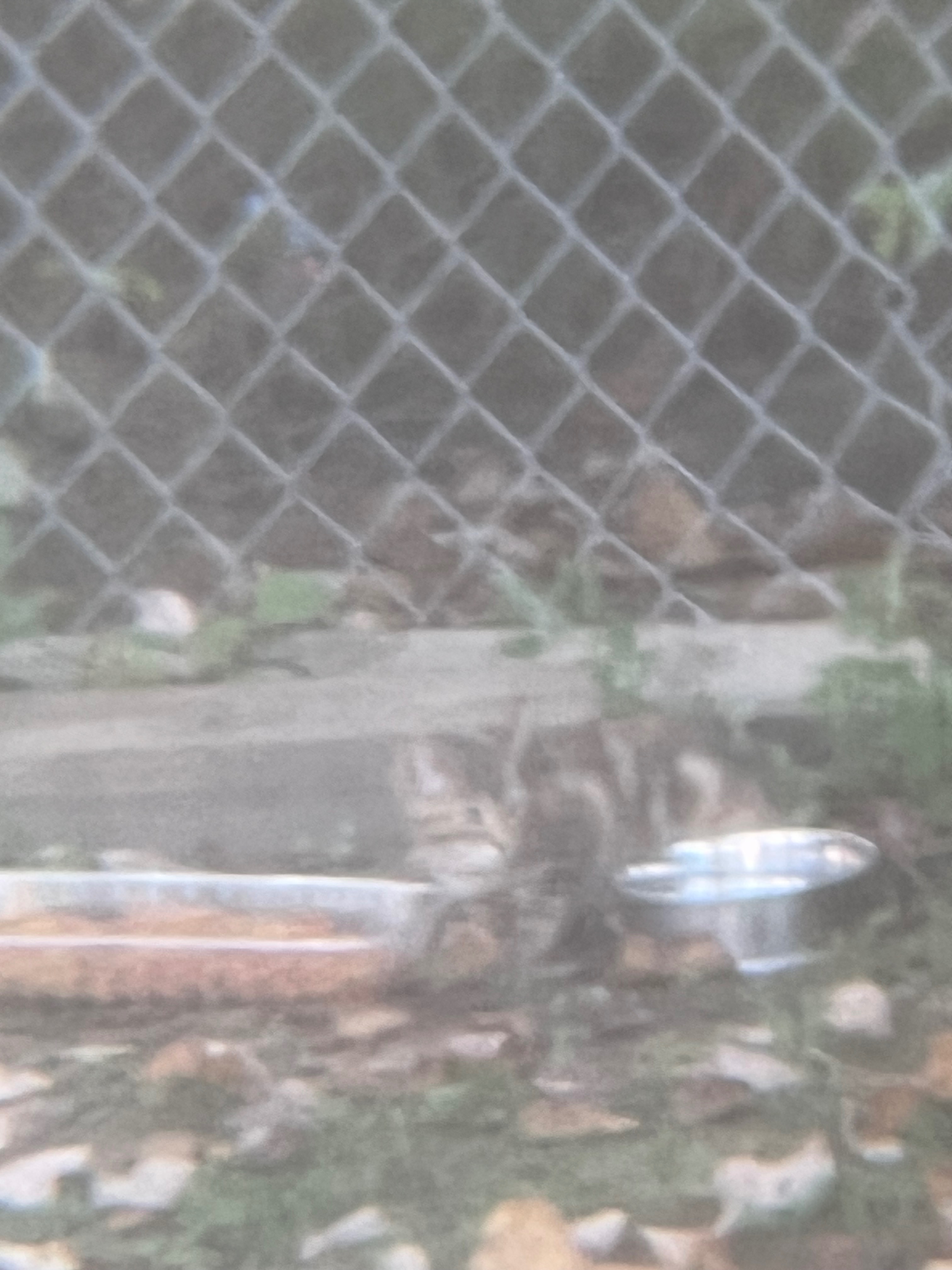 Help Support Feral cats Love and Care campaign photo, 7 of 8