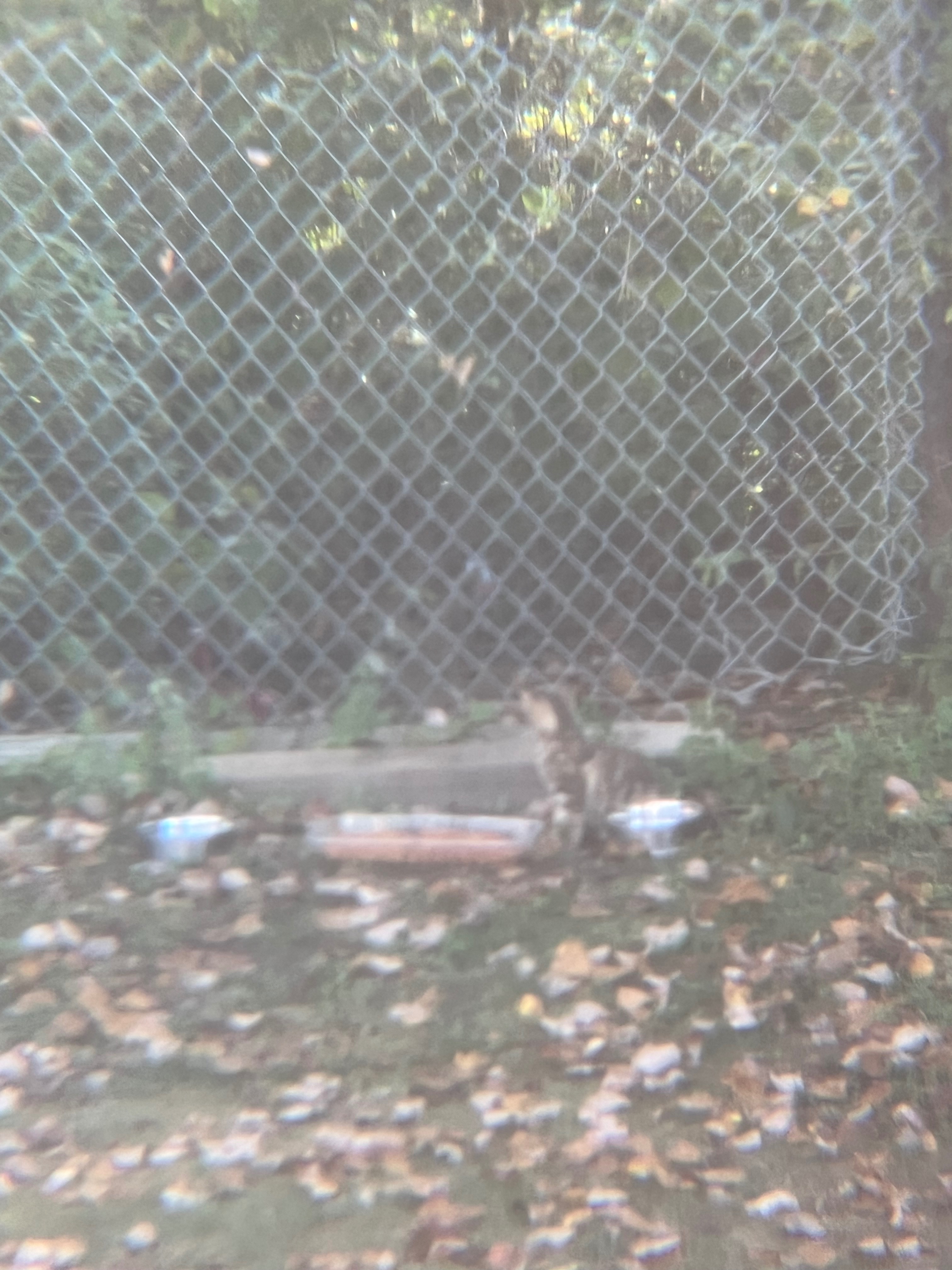 Help Support Feral cats Love and Care campaign photo, 2 of 8