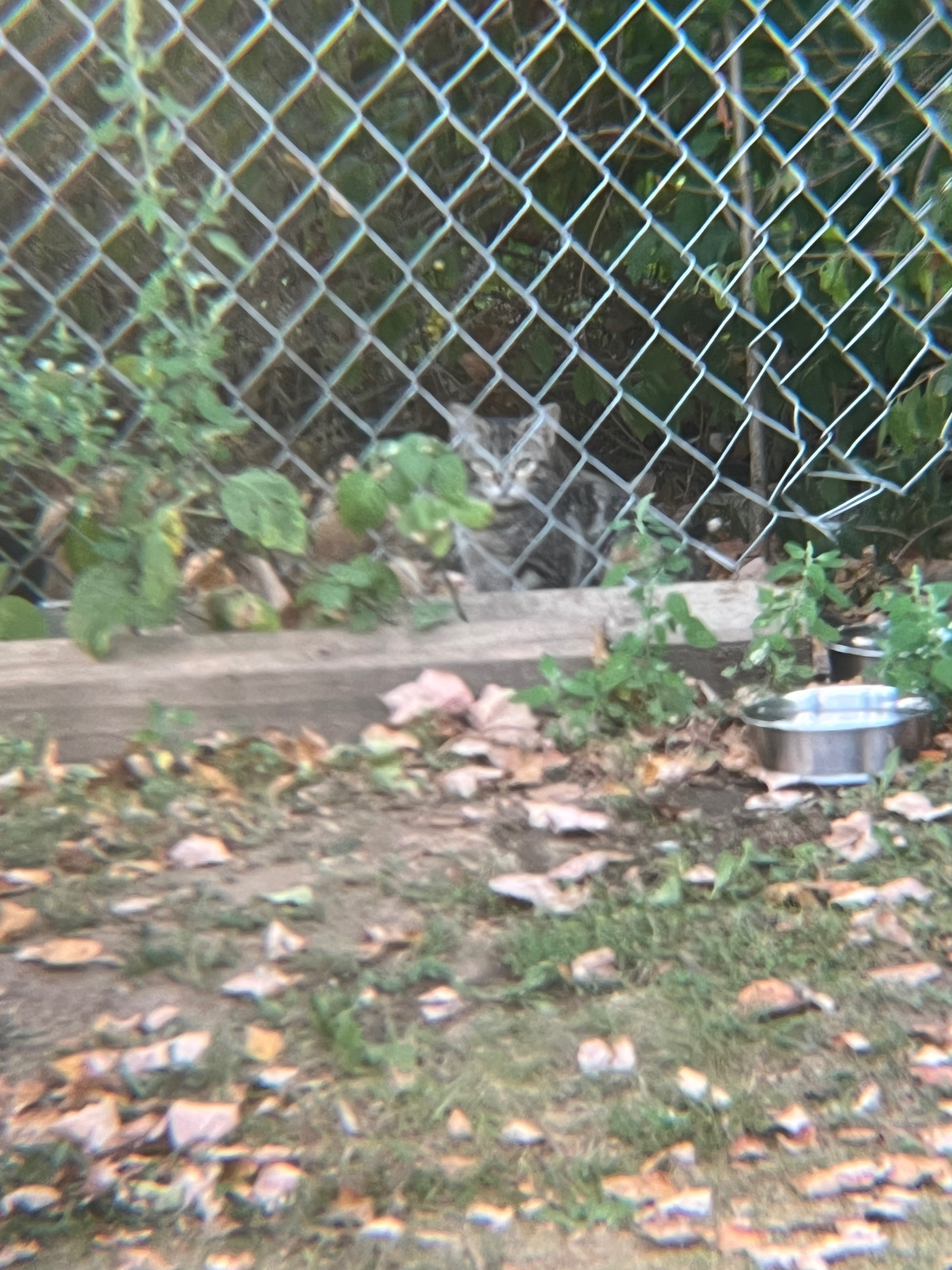 Help Support Feral cats Love and Care campaign photo, 4 of 8