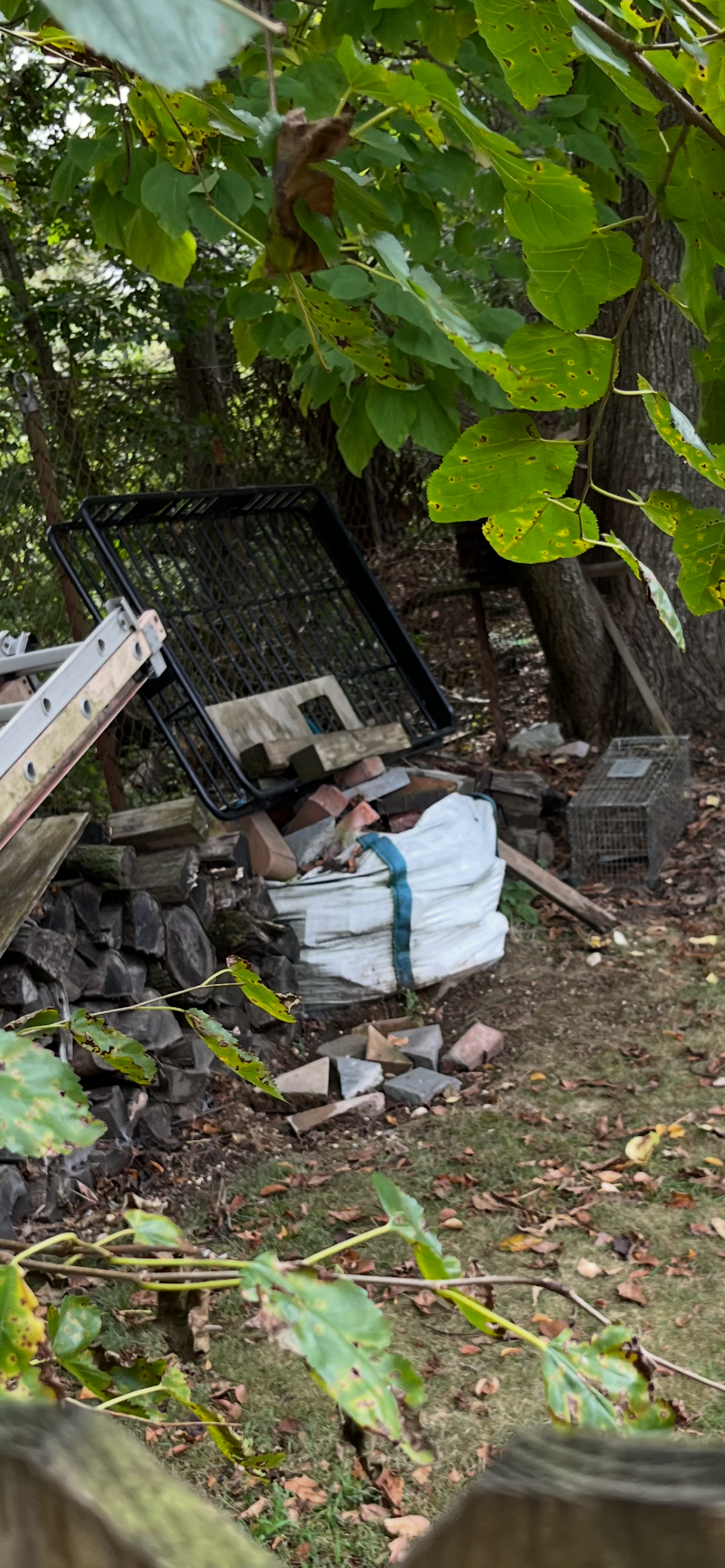 Help Support Feral cats Love and Care campaign photo, 5 of 8
