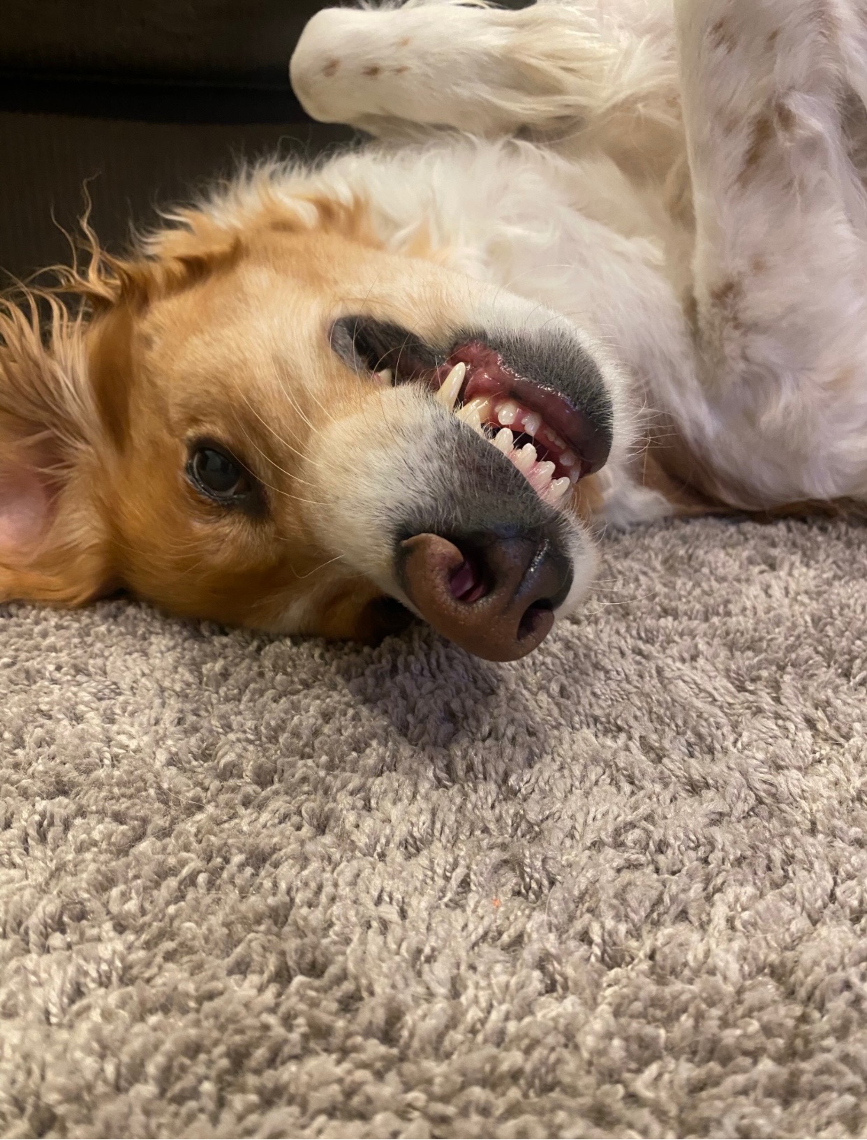 Help Marvin Beat Cancer and stay his happy, goofy self! campaign photo, 4 of 8