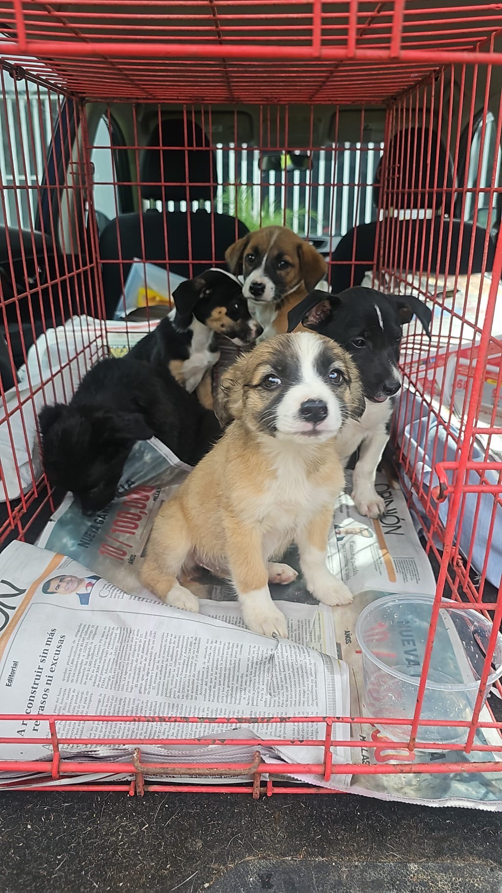Help, every PAW Deserves a chance: Help our rescue mission! campaign photo, 2 of 8