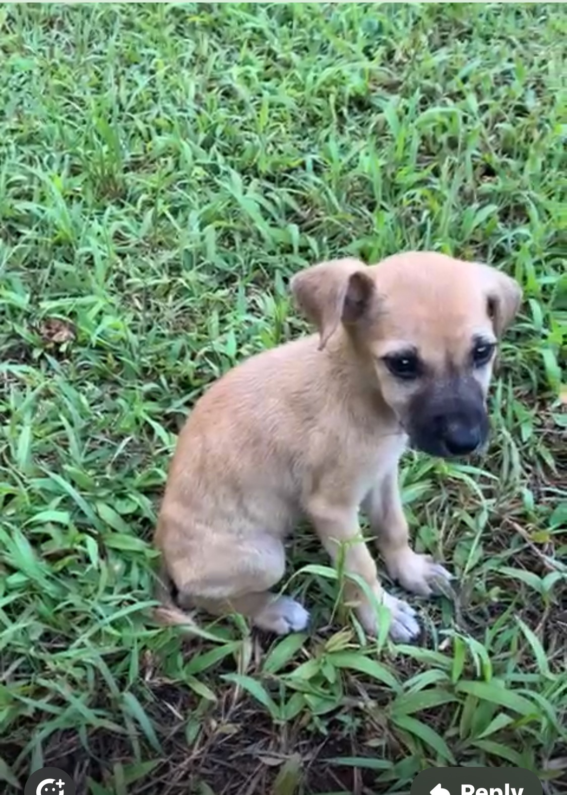 Help, every PAW Deserves a chance: Help our rescue mission! campaign photo, 4 of 8