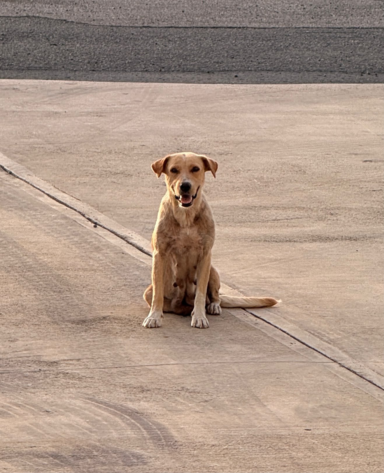 Help, every PAW Deserves a chance: Help our rescue mission! campaign photo, 5 of 8