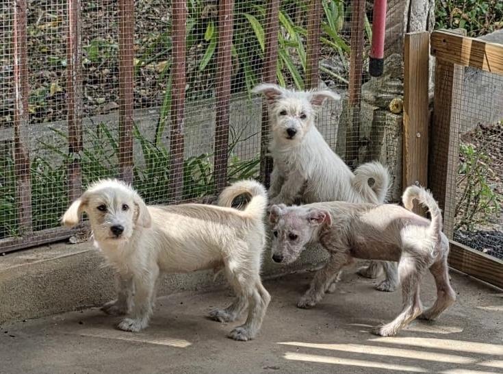 Help, every PAW Deserves a chance: Help our rescue mission! campaign photo, 6 of 8
