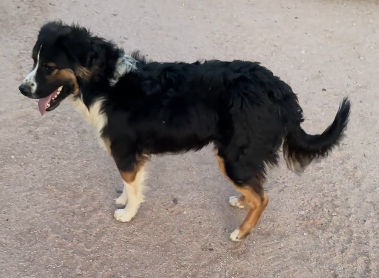 Help Us Save and Care For A Stray Puppy campaign photo, 2 of 8