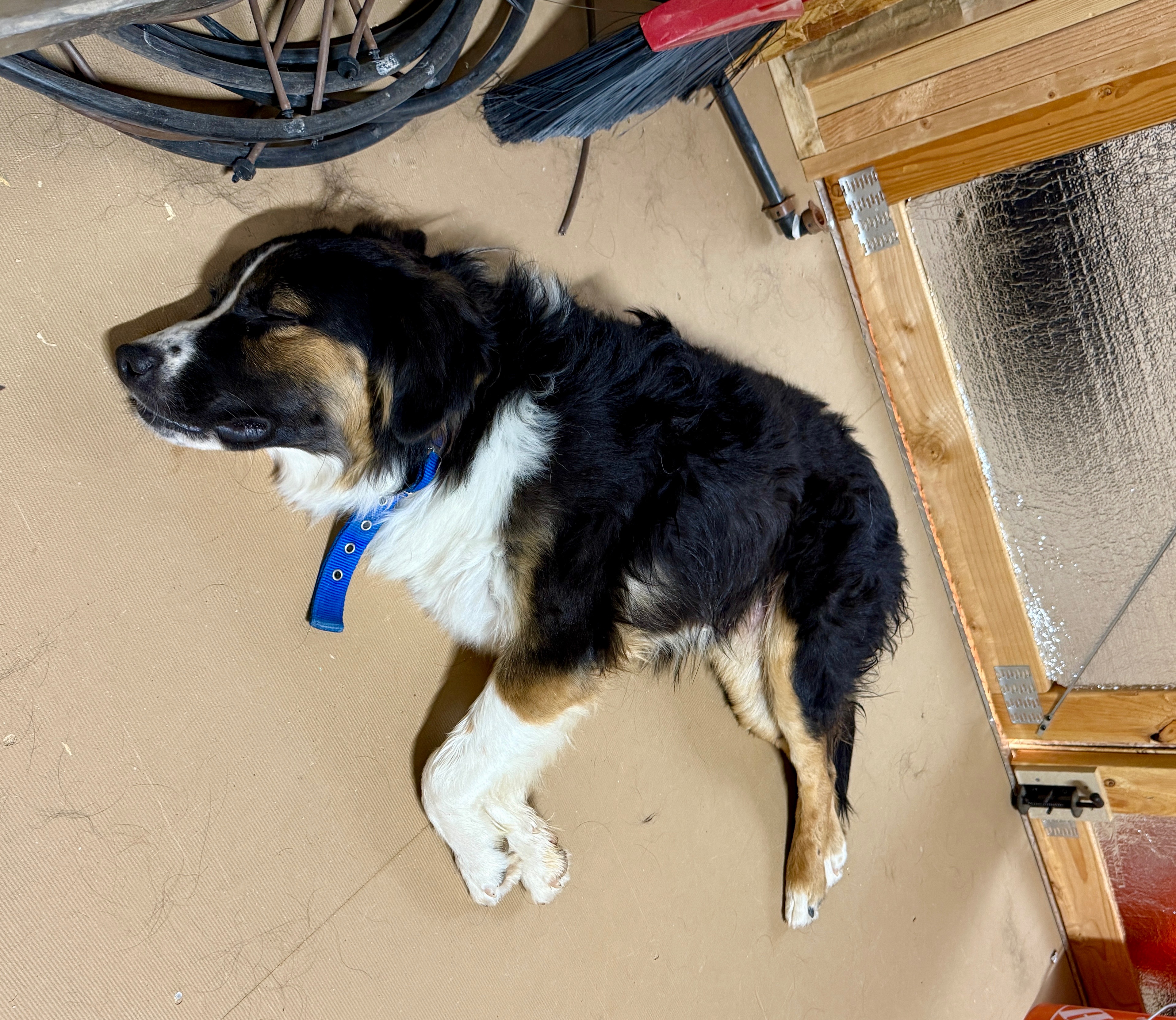 Help Us Save and Care For A Stray Puppy campaign photo, 4 of 8