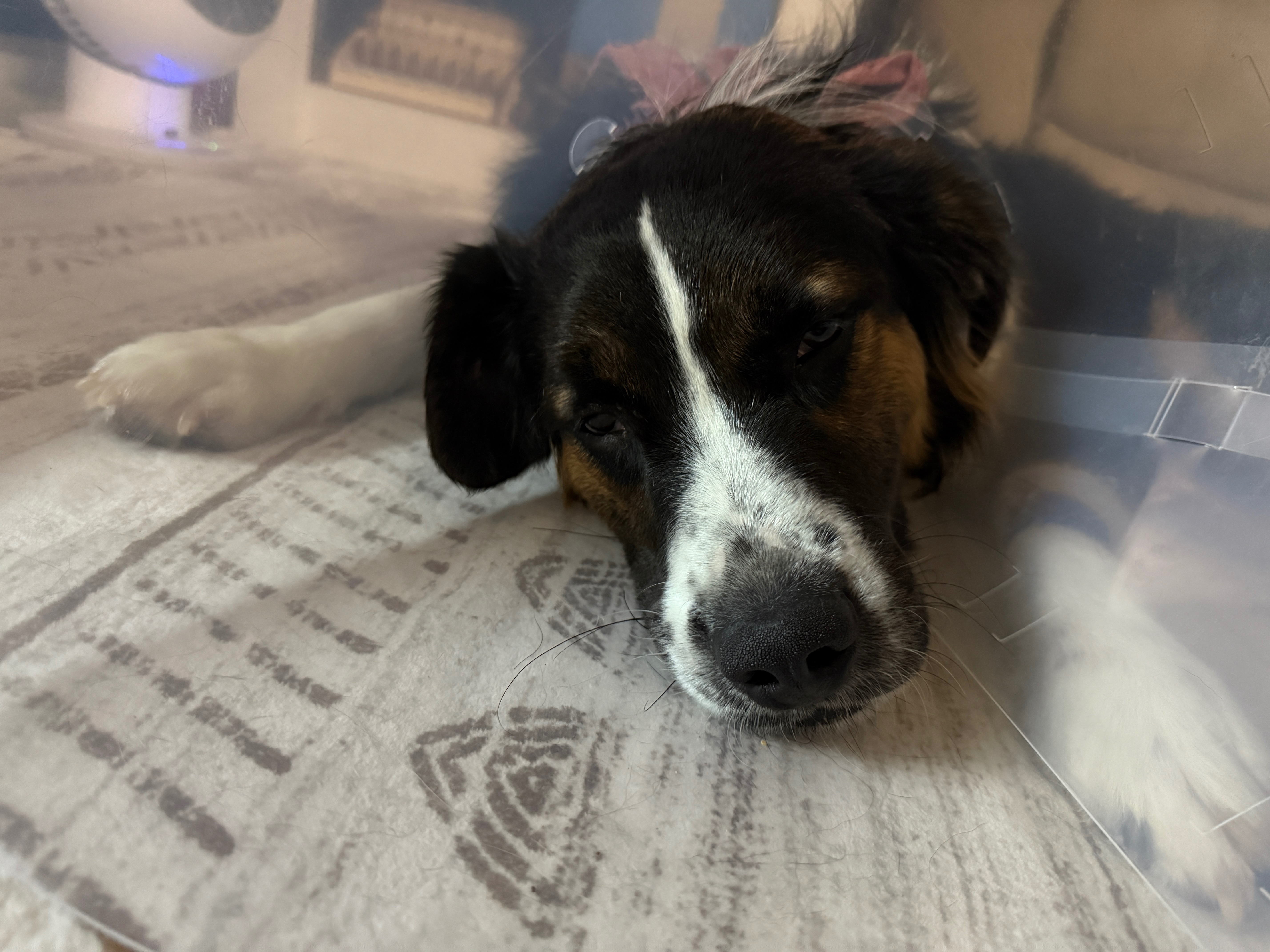 Help Us Save and Care For A Stray Puppy campaign photo, 5 of 8