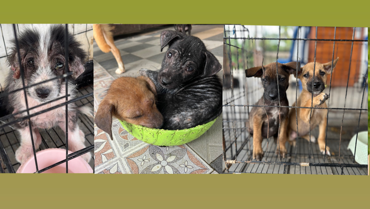 Fundraiser for Luke Filby by Sophie Mitchell : Bali’s Puppies Need Your ...