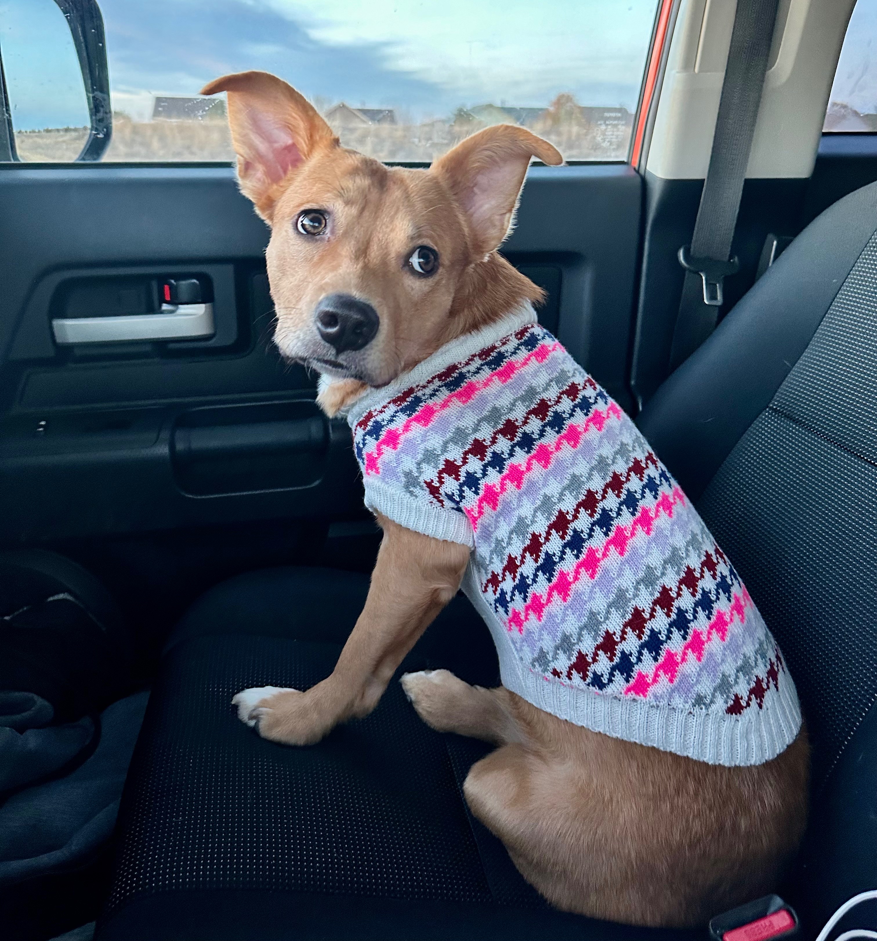 Harper the House Elf's Life Support campaign photo, 7 of 8