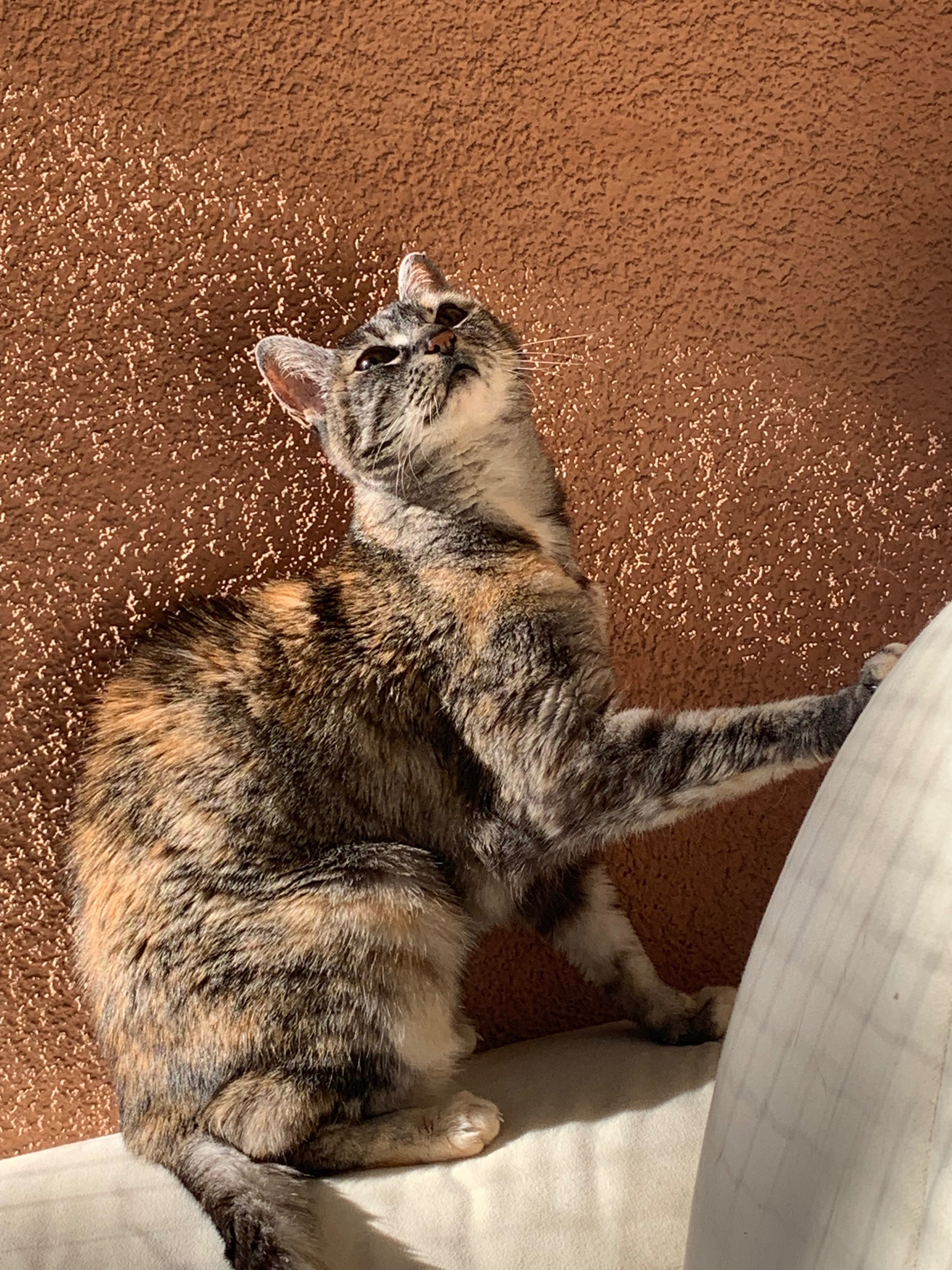 Cutie braucht Hilfe – Cat went blind, needs urgent treatment campaign photo, 6 of 7