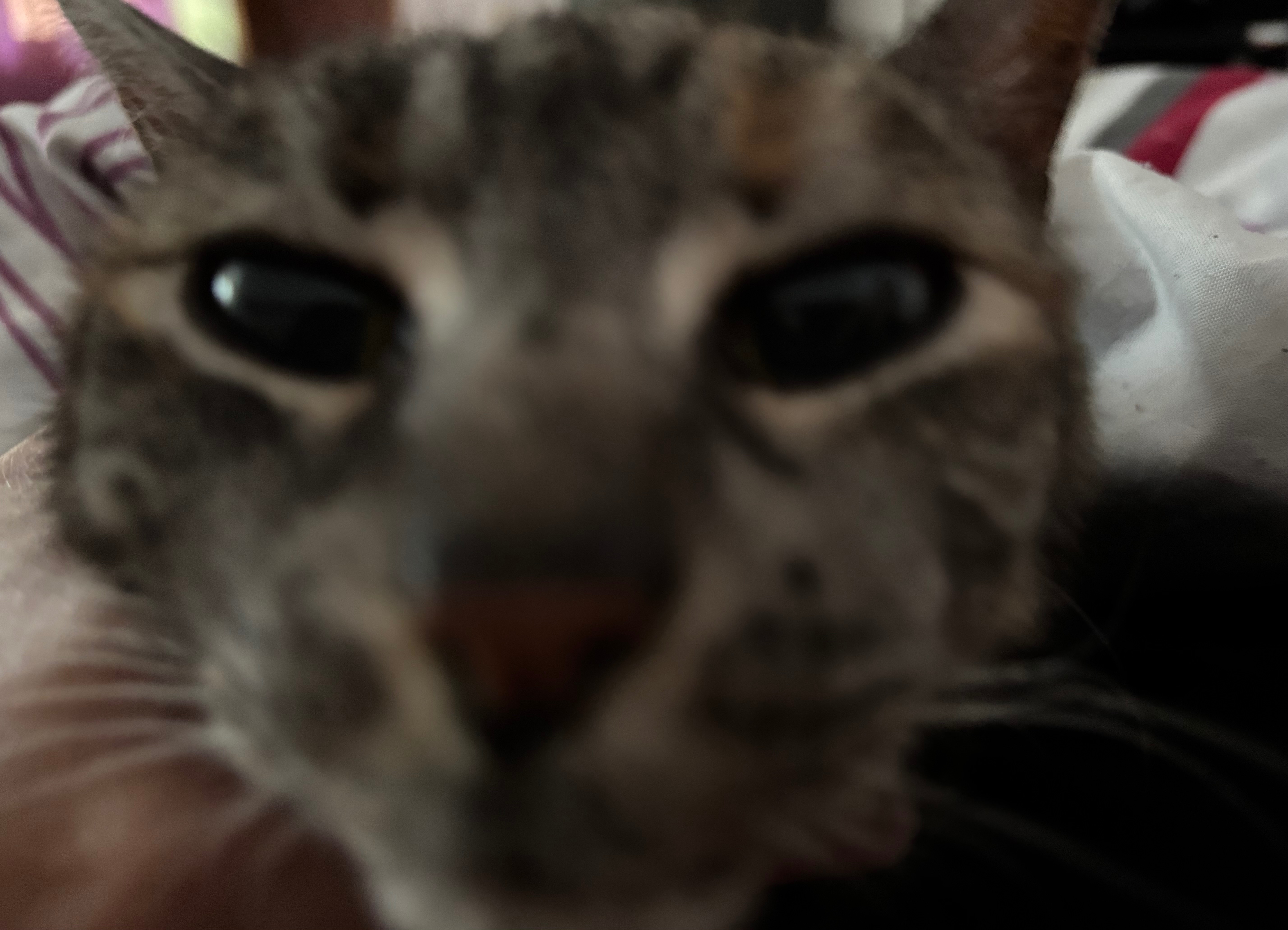 Cutie braucht Hilfe – Cat went blind, needs urgent treatment campaign photo, 2 of 7