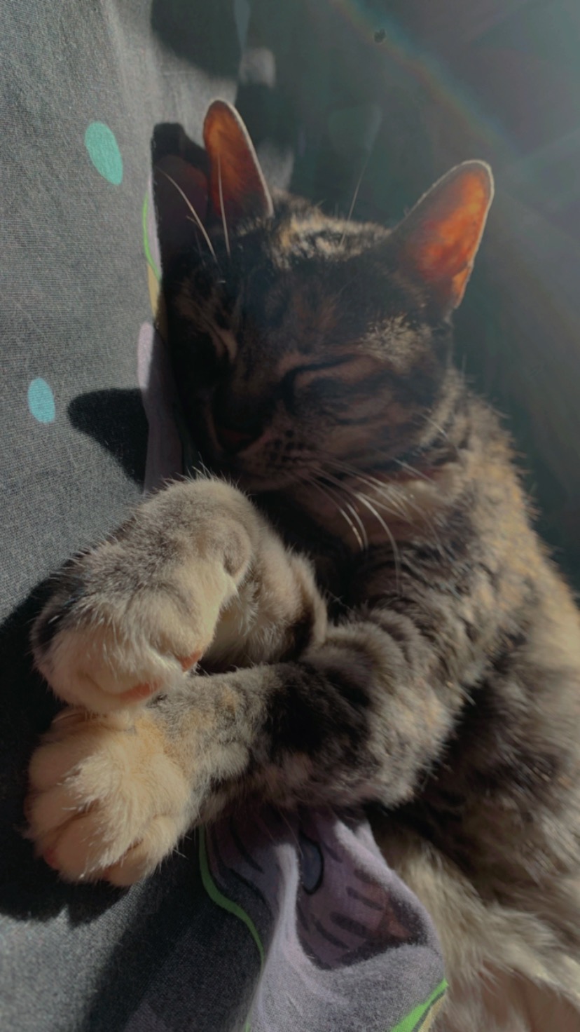 Cutie braucht Hilfe – Cat went blind, needs urgent treatment campaign photo, 4 of 7