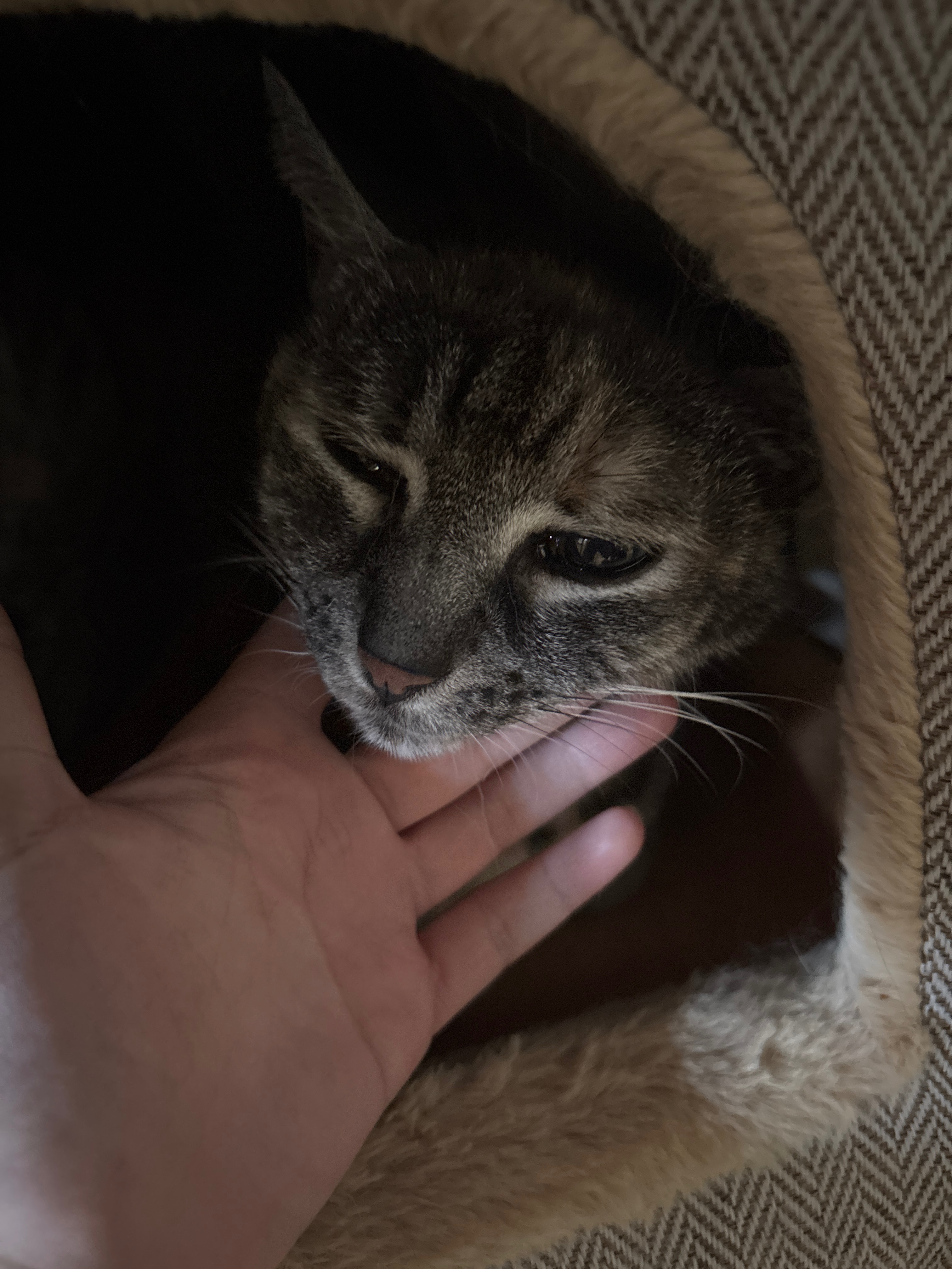 Cutie braucht Hilfe – Cat went blind, needs urgent treatment campaign photo, 5 of 7