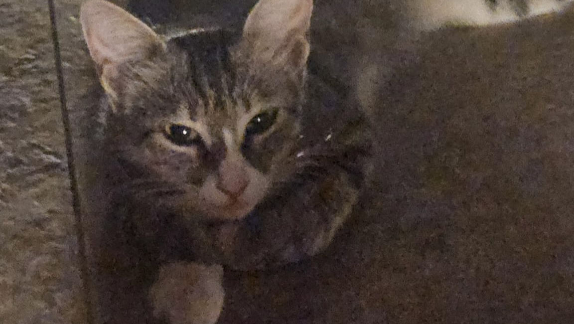 Save Kedi: Help Her Find Safety and Love x photo