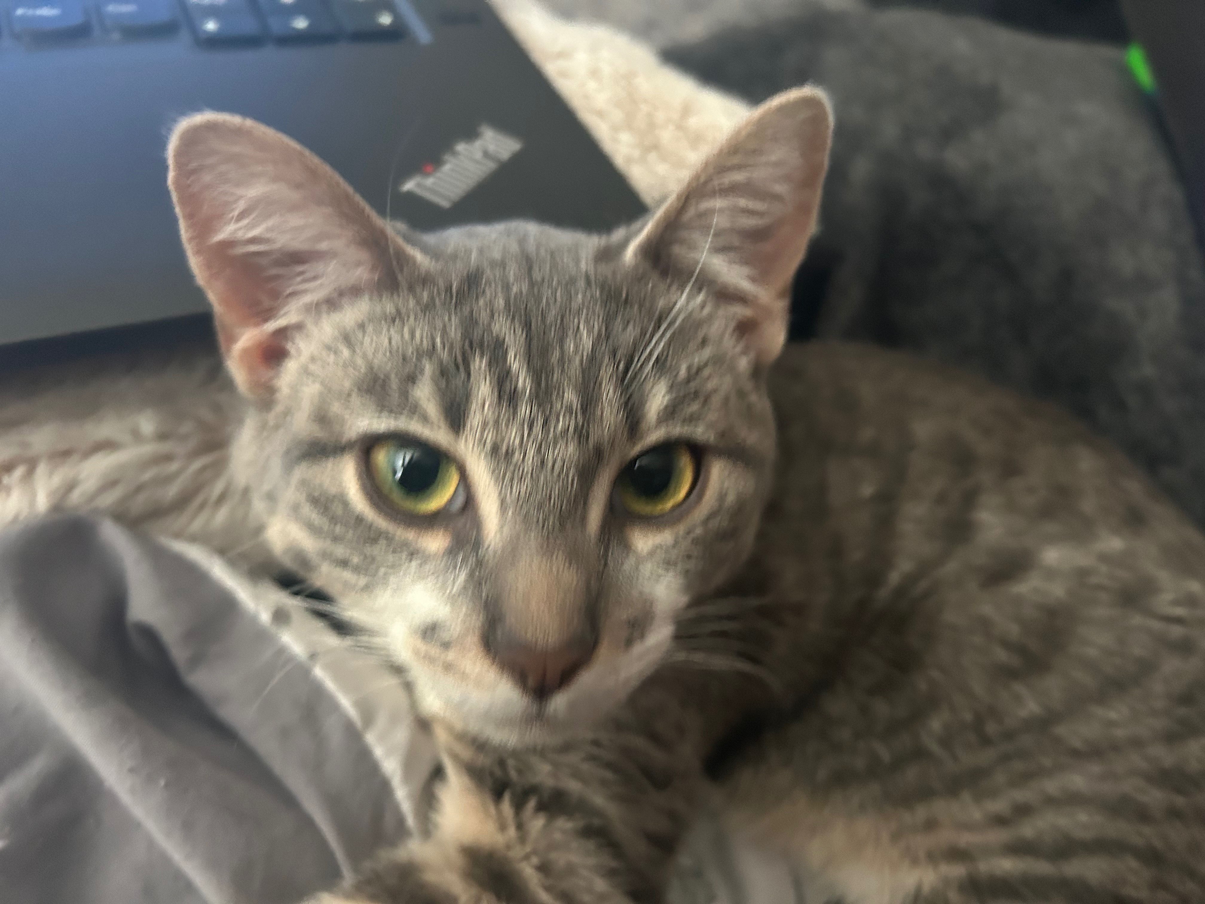 Operation Save Kitty ❤️ Help Save Kitty from being put down campaign photo, 5 of 6