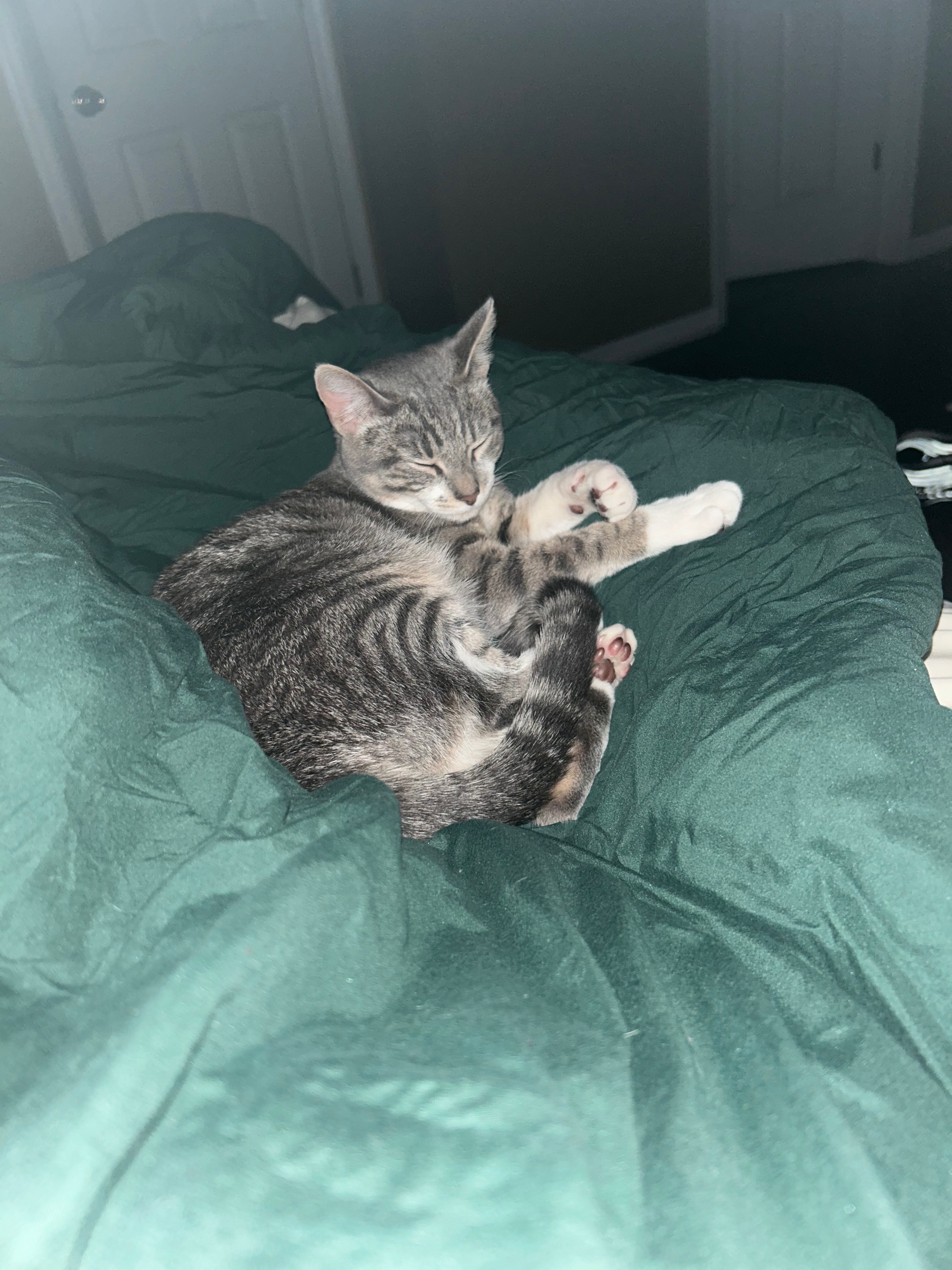 Operation Save Kitty ❤️ Help Save Kitty from being put down campaign photo, 2 of 6