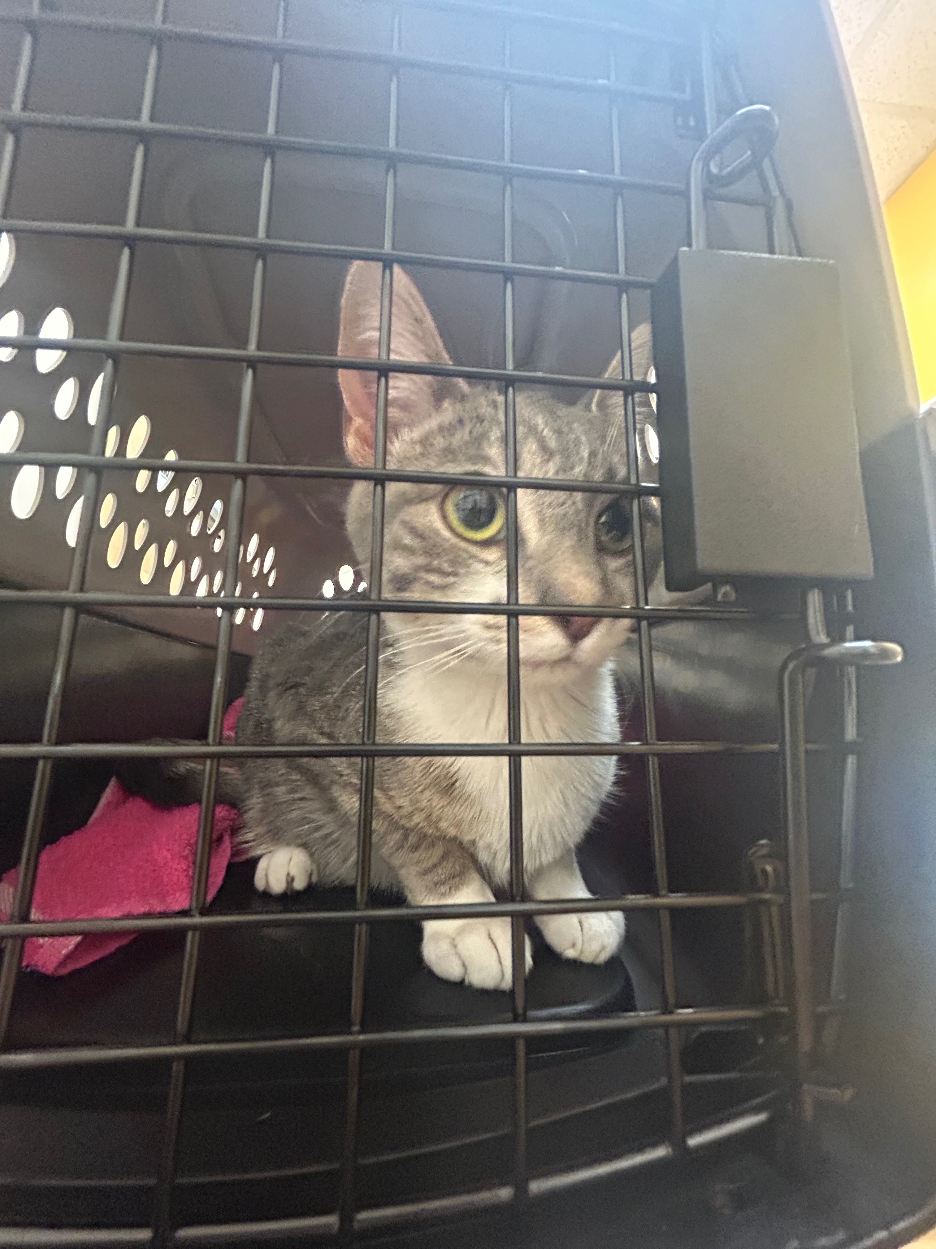 Operation Save Kitty ❤️ Help Save Kitty from being put down campaign photo, 4 of 6